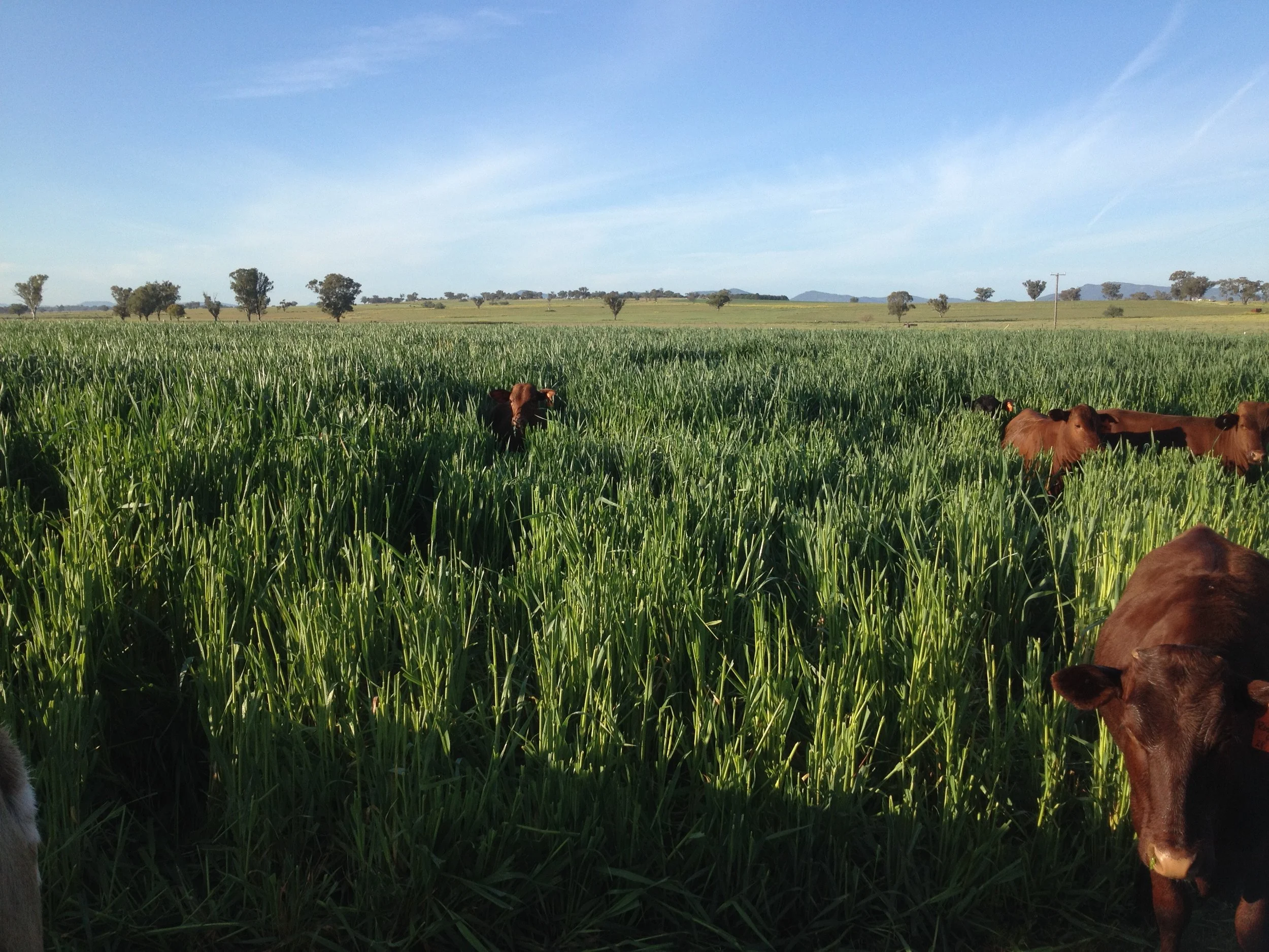 'Rose Park' 407 Meadows Lane, Warral NSW 2340