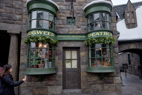 19B Dogweed and Deathcap.jpg