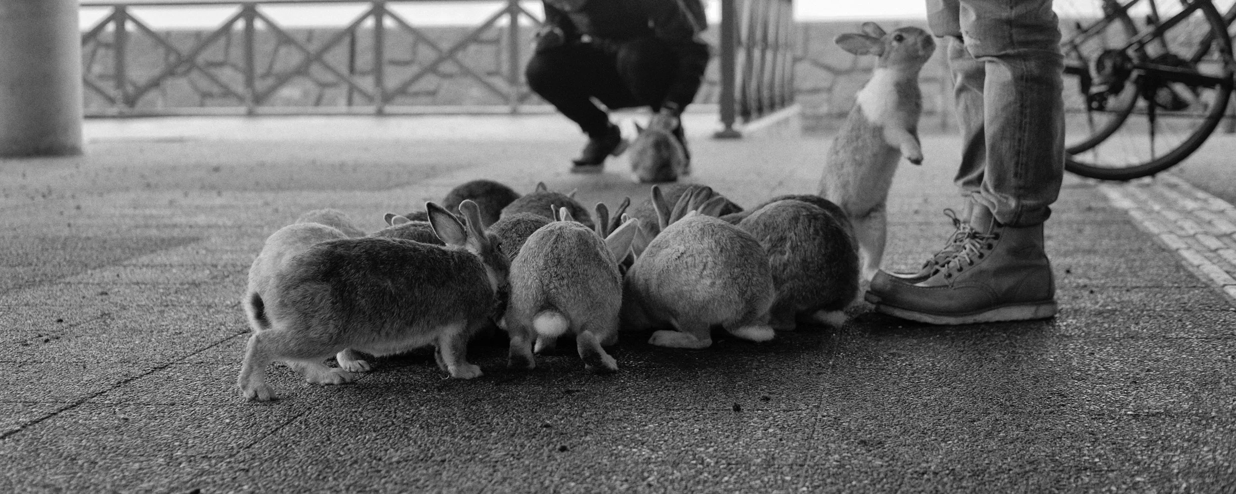 010: Japan 2016 Day 10 | Hirokunoshima