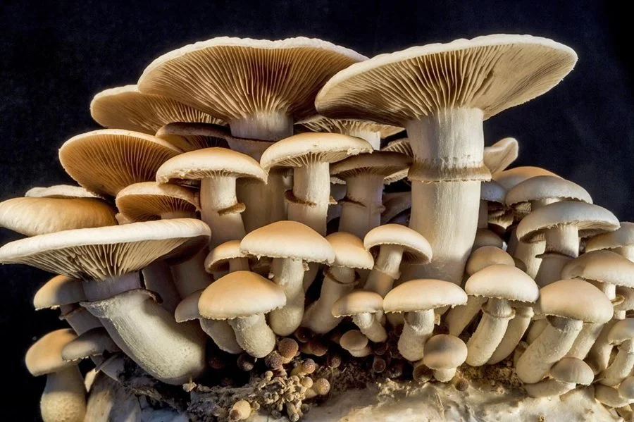 The Shroom Boom