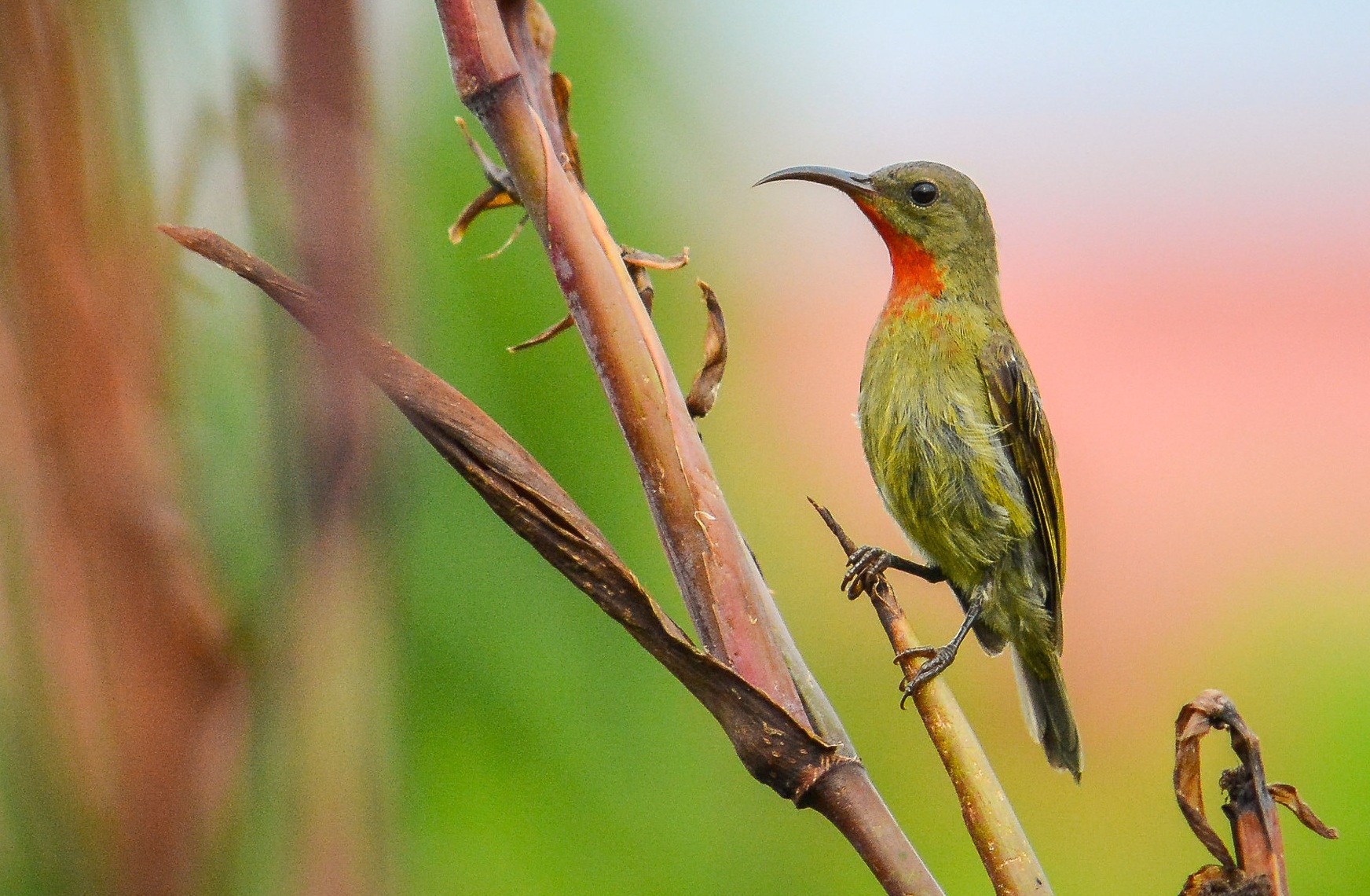 Sunbird in Madagascar