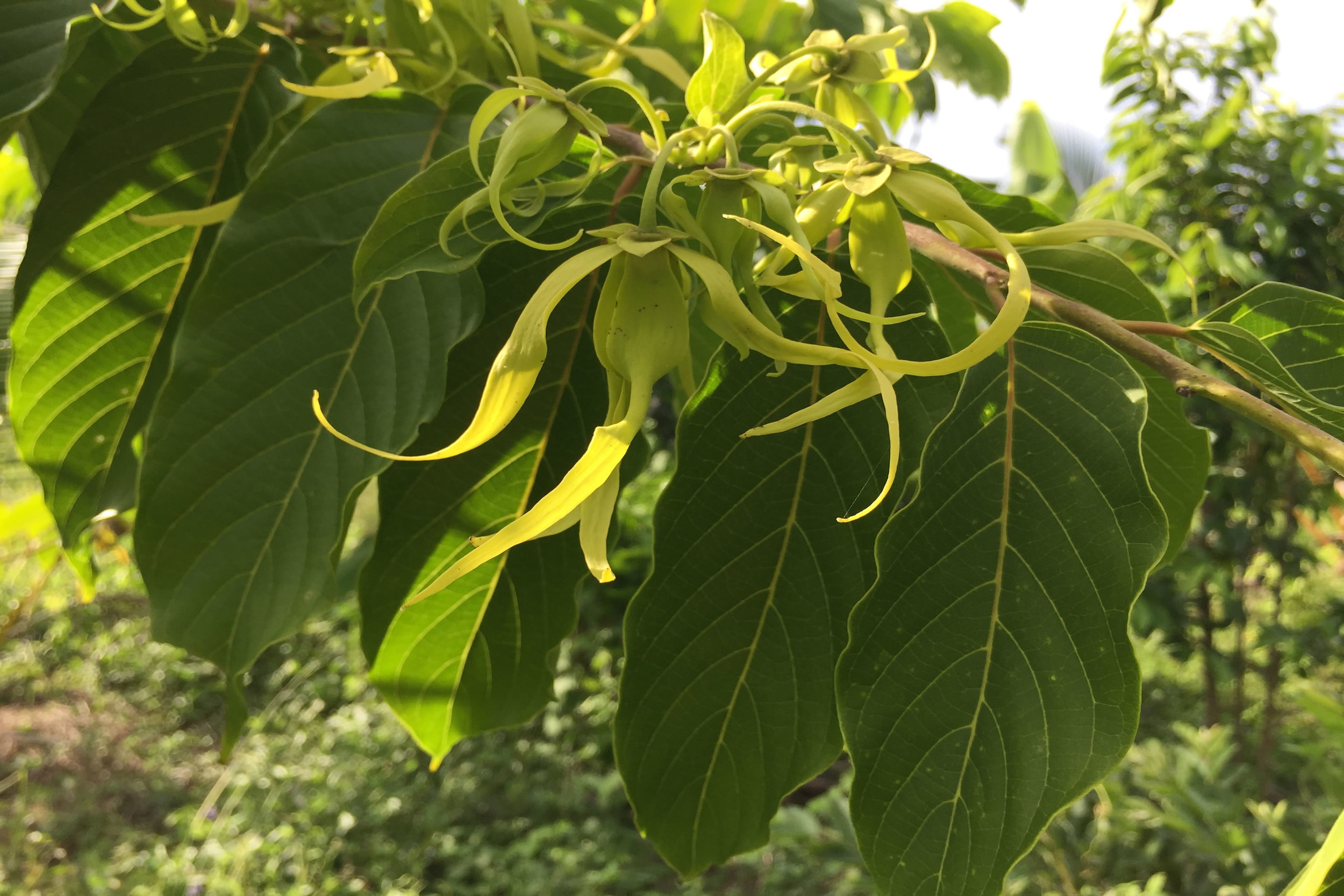 Ylang ylang flowers