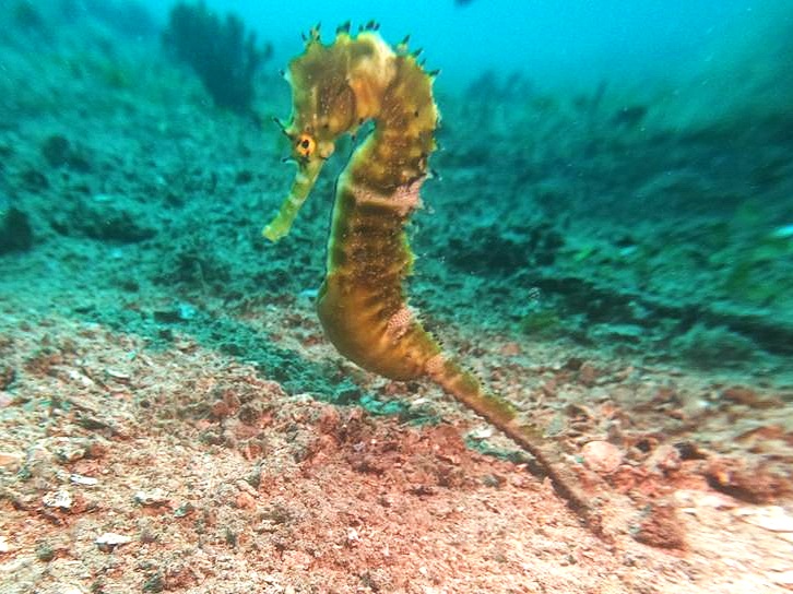 Seahorse in Madagascar