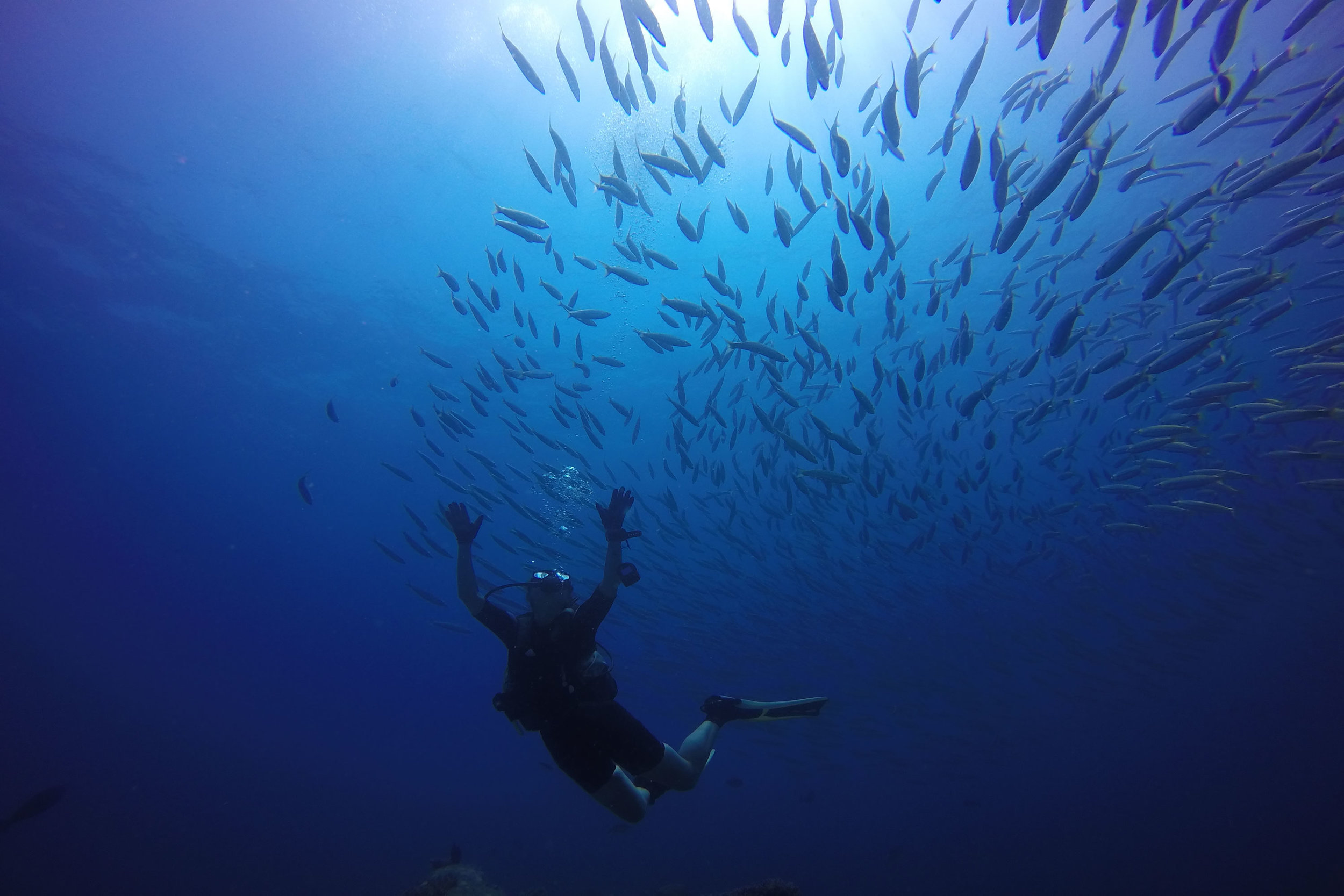 Diving in a school of fish