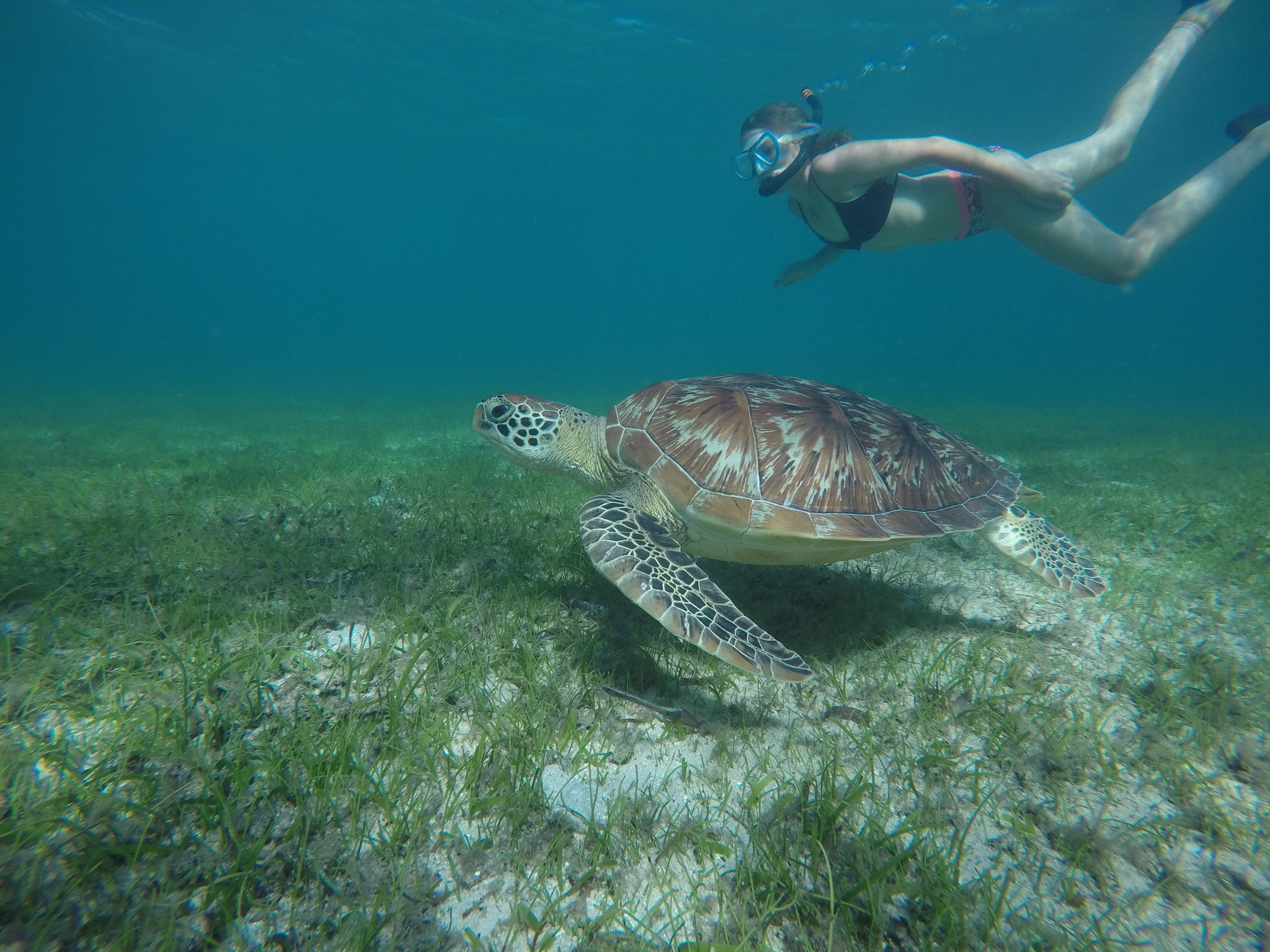 Snorkelling with turtles