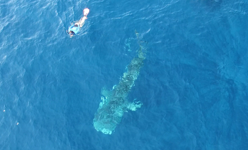 Snorkelling with whale sharks