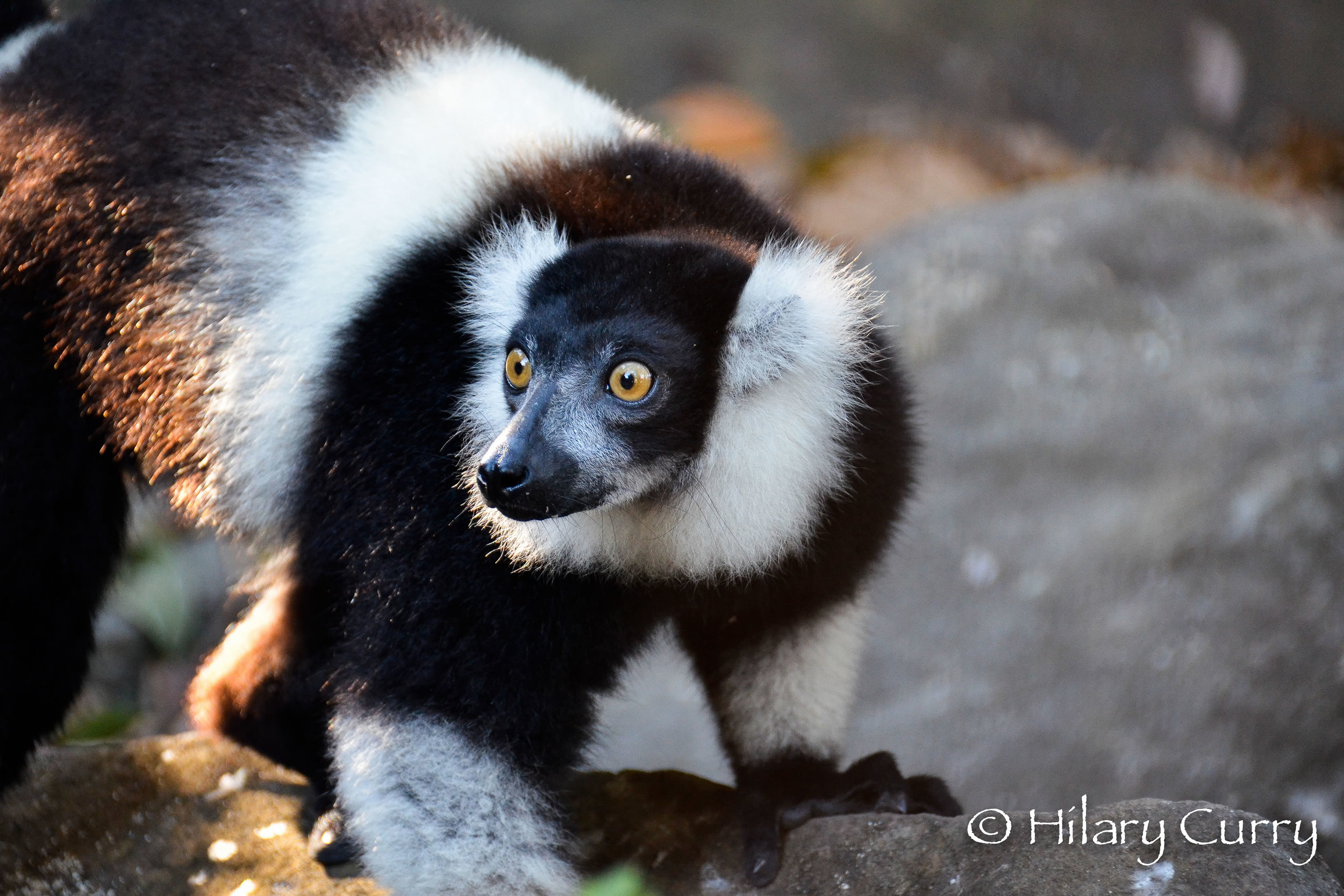 2019 Aug Iranja Madagascar-33.jpg