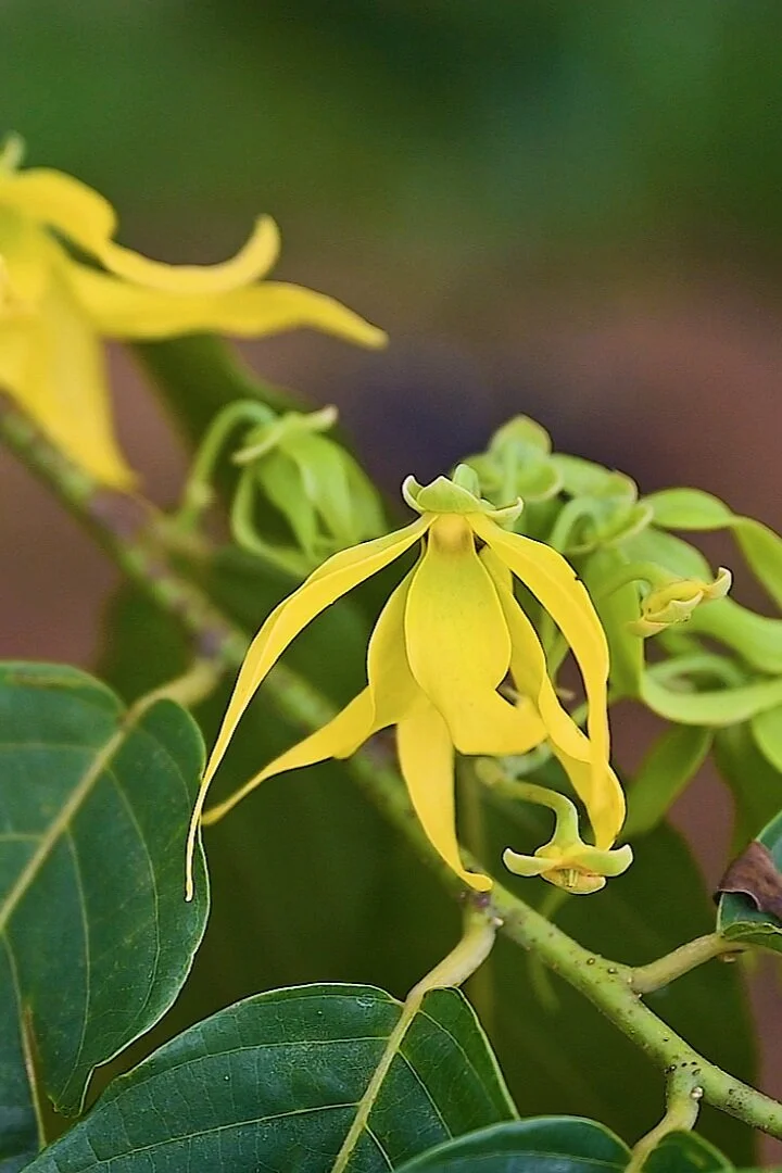 Ylang Ylang