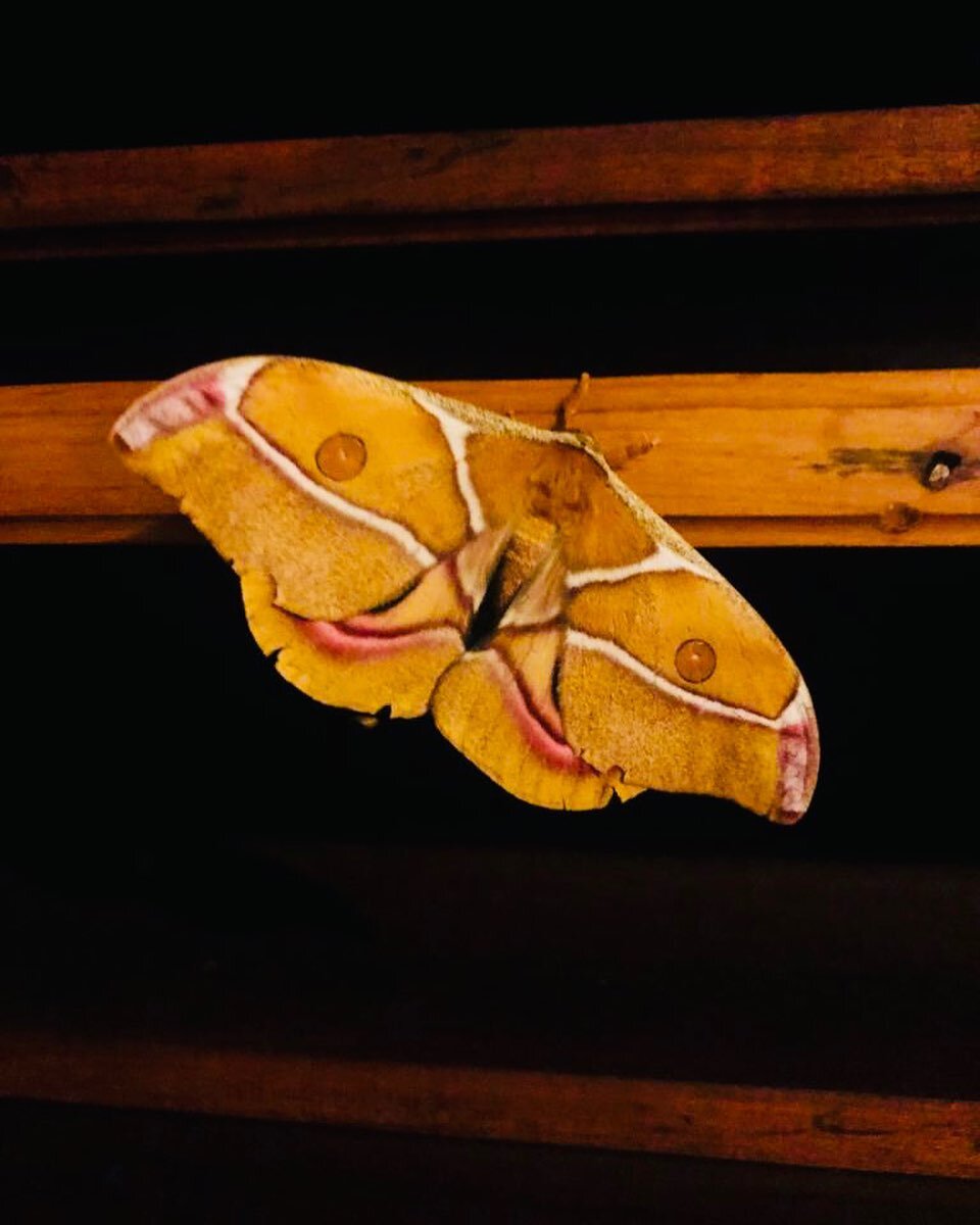 Last night visitor&hellip; 

#moth #sakatia #wildlife