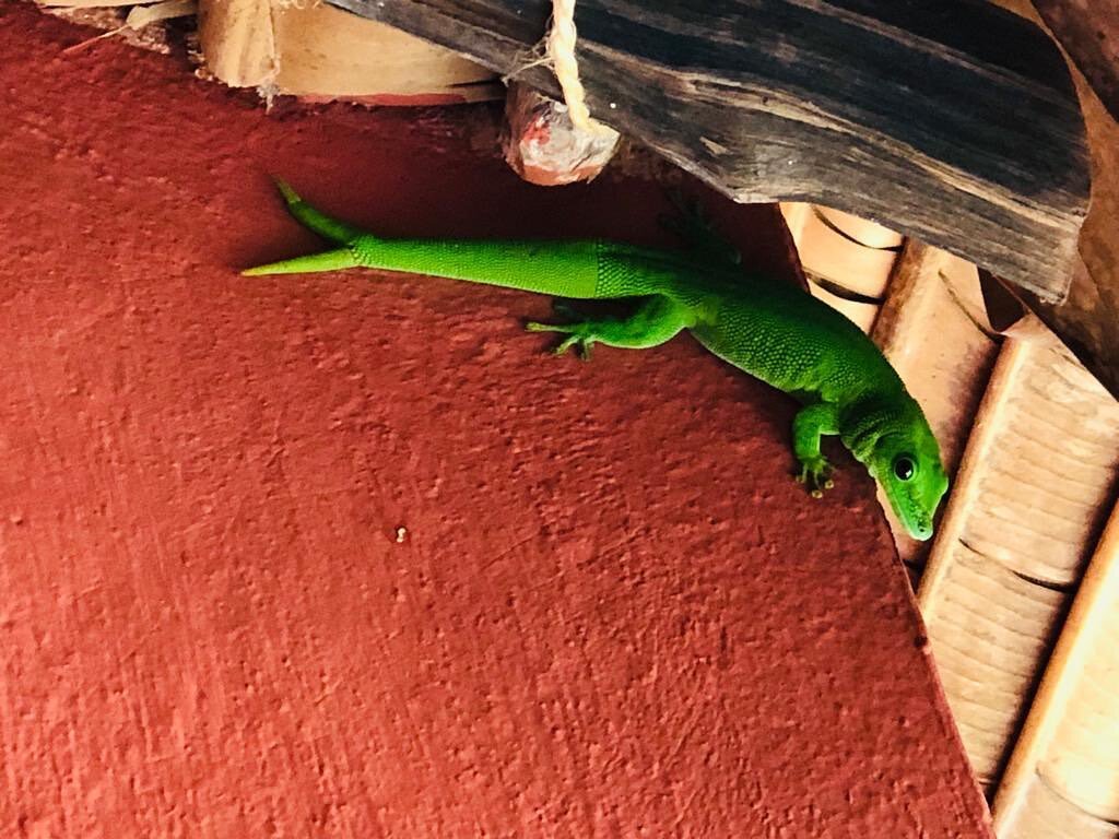 We have a forked tail drongo and now also a forked tail gecko&hellip;? 🦎🤔😉

#gecko #sakatia #wildlife