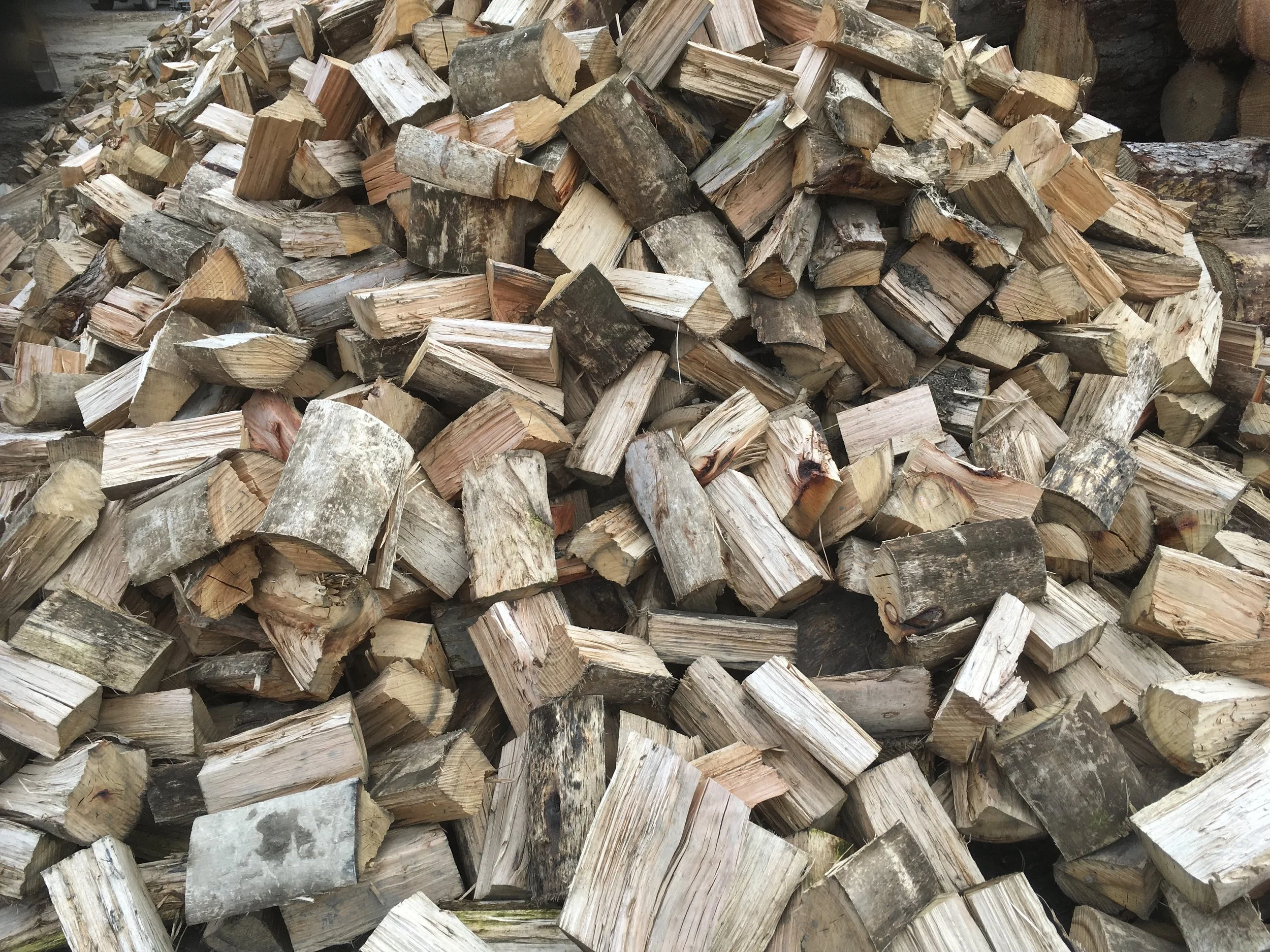 bluegum.JPG