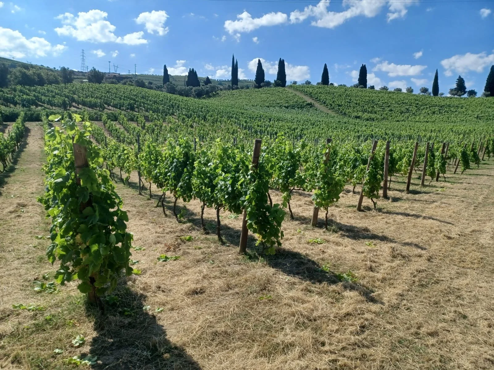 WhatsApp Image 2026-01-17 at 13.18.24.jpeg