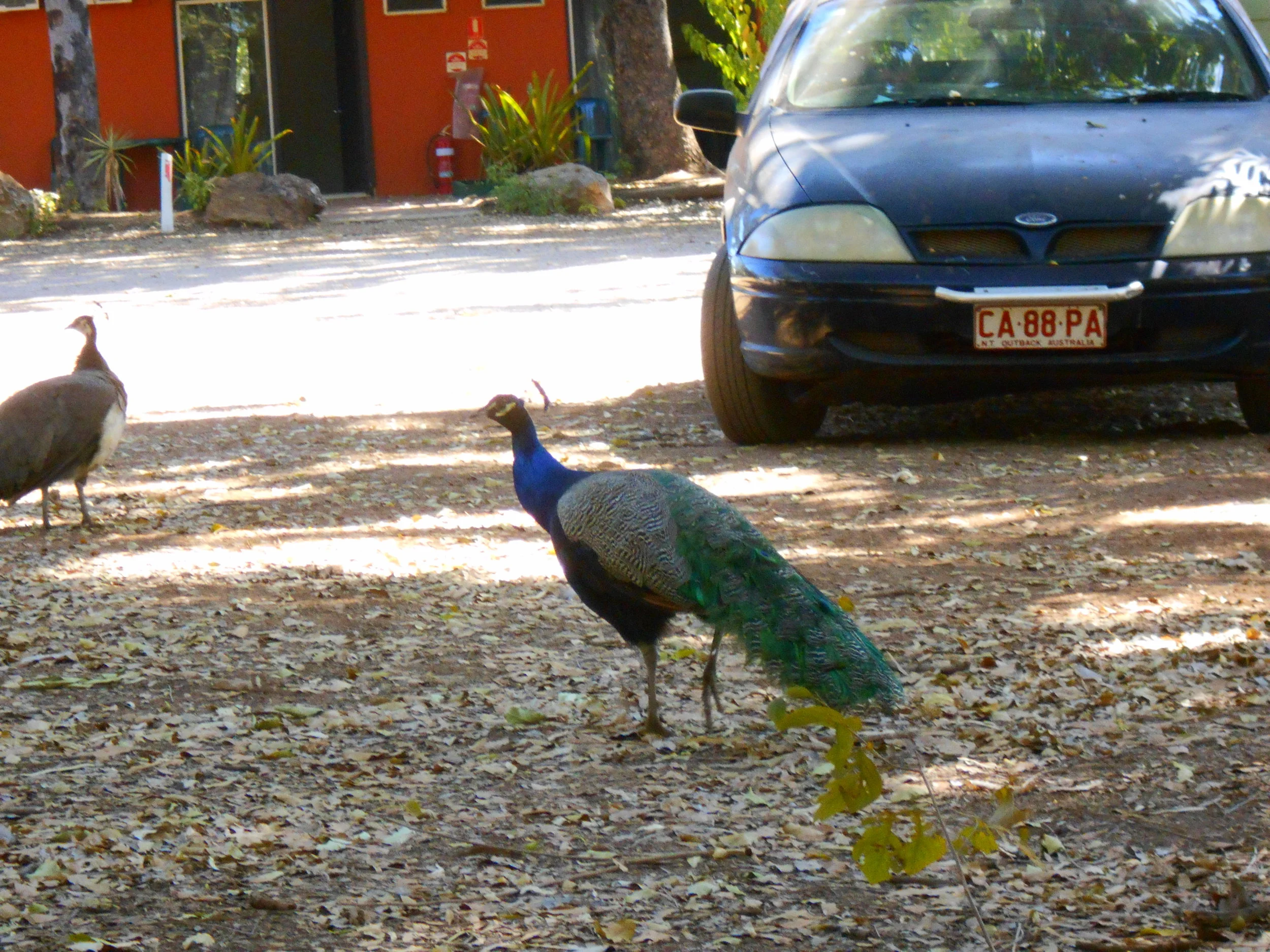 Hamish Camera_0208.JPG