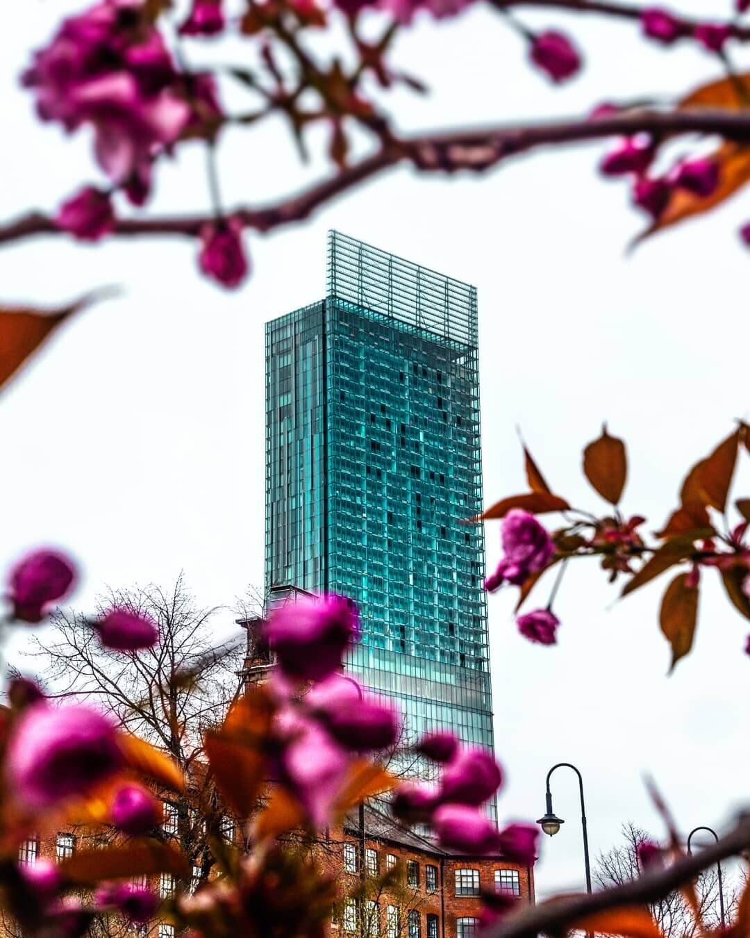 The Hilton Hotel in Manchester surrounded by blossoming flowers.jpg