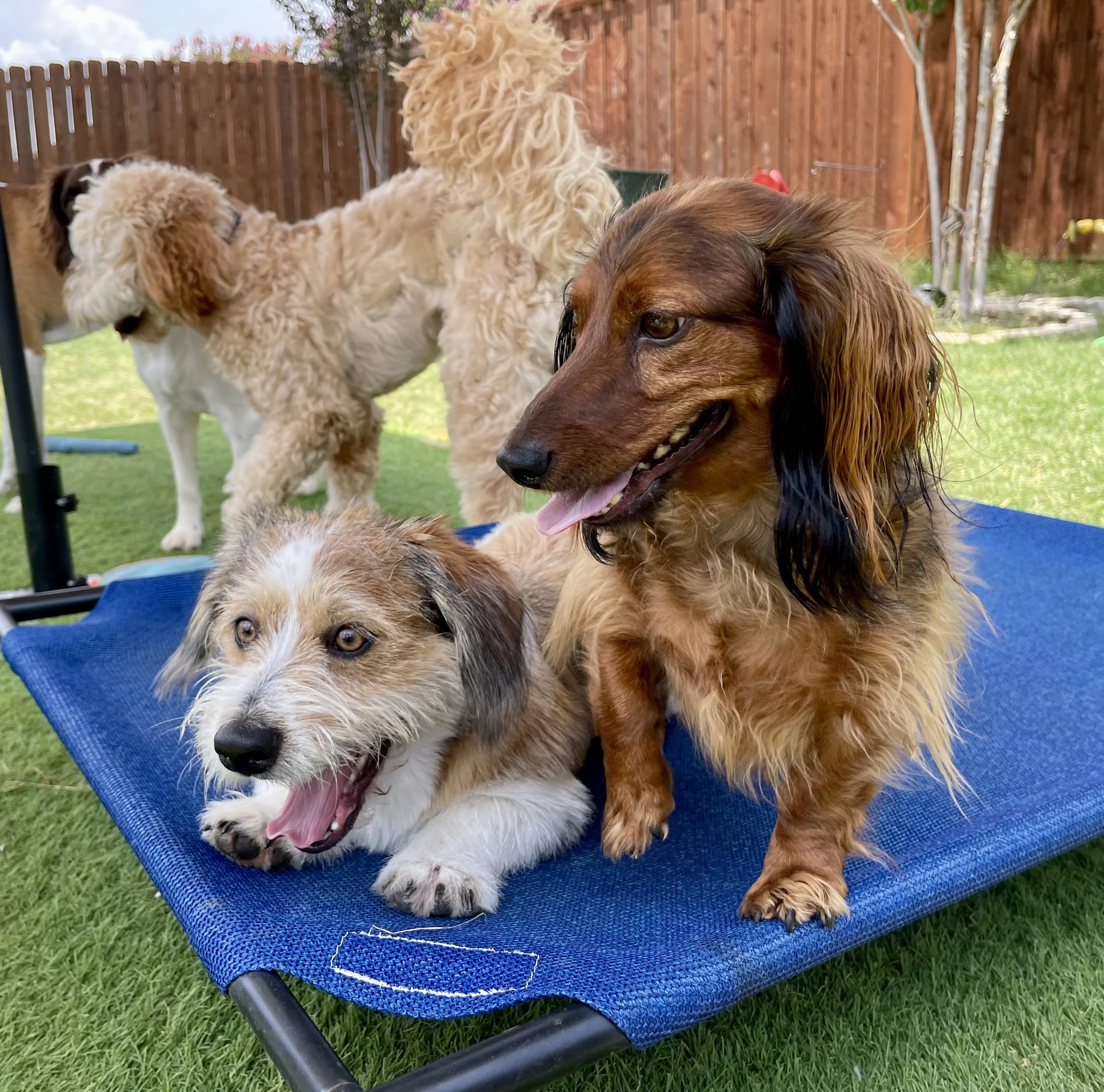 Doggy Daycare 🐶