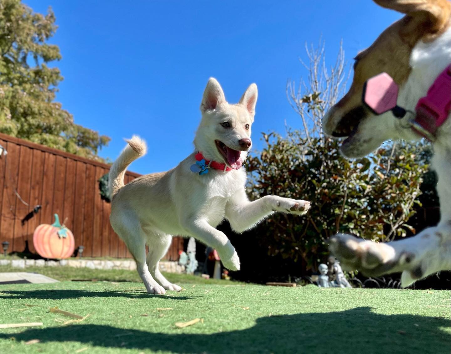 Happy pups in paradise ☺️❤️🐶 #pomsky #dogs #dogsofinstagram #dog #dogstagram #puppy #doglover #dogoftheday #instadog #doglovers #doglife #pets #love #puppylove #puppies #pet #puppiesofinstagram #dogsofinsta #cute #instagram #petsofinstagram #dogslif