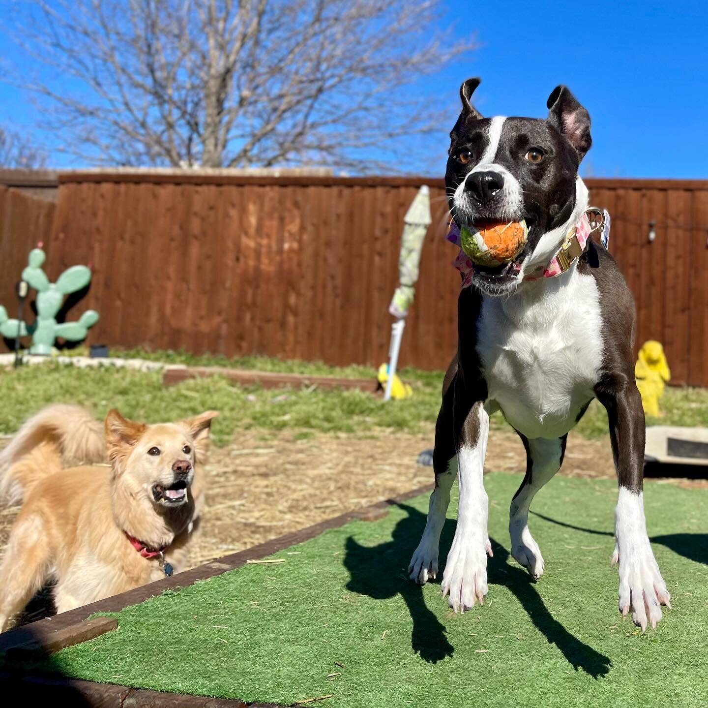 Some of my fave doggies, 2024 edition! Featuring Roxy, Missy, Leo, Bo, Sadie, Zoey, Cooper, Cookee, Tito, Nova, Cash, Miles, Bijou, and last but not least Woody!! 💕😘 🐶 #dogs #dogsofinstagram #dog #dogstagram #puppy #doglover #dogoftheday #instadog