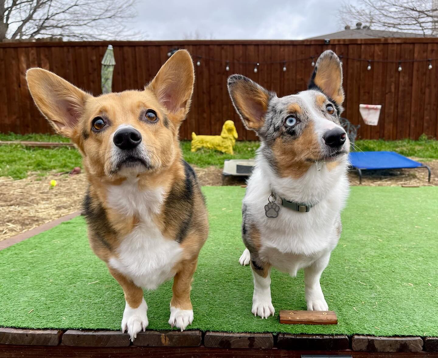 After nearly five years of being a pet sitter, I&rsquo;m thrilled to welcome our first corgis to the pack! #corgicuteness #corgi #corgistagram -#corgis #dogsofinstagram #dog -#doglover #dogsofdfw #puppy #puppy #petlovers #corgilife #corgilove