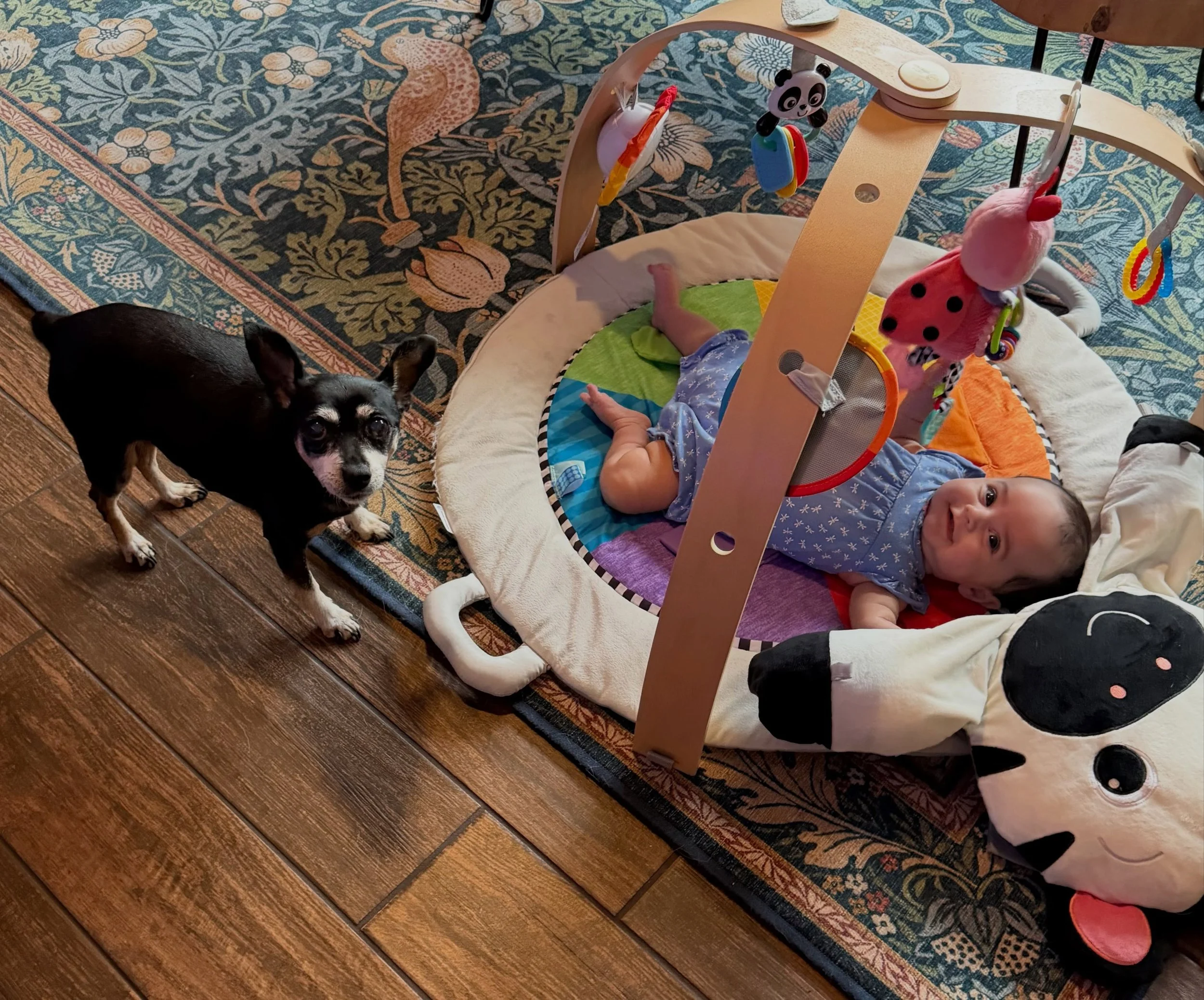 Happy 15th Birthday to my very first baby, Little Bean. 🩷 Fifteen years of unconditional love, and now the sweetest big (little) sister to baby Juniper. #dogsofinstagram #seniordog #miniaturepinschers #dog #dogs