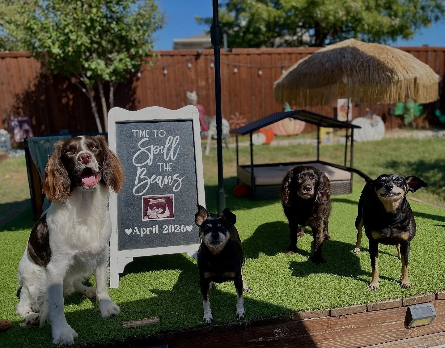 Our hearts (and pack) just got a little bigger 💕🐾 Can&rsquo;t wait to introduce our baby to their four best friends! 🐶🥰. #dogs #dogsofinstagram #dog #puppy #dogstagram #doglover #dogoftheday #doglife #doglovers #instadog #pets #puppylove #love #p