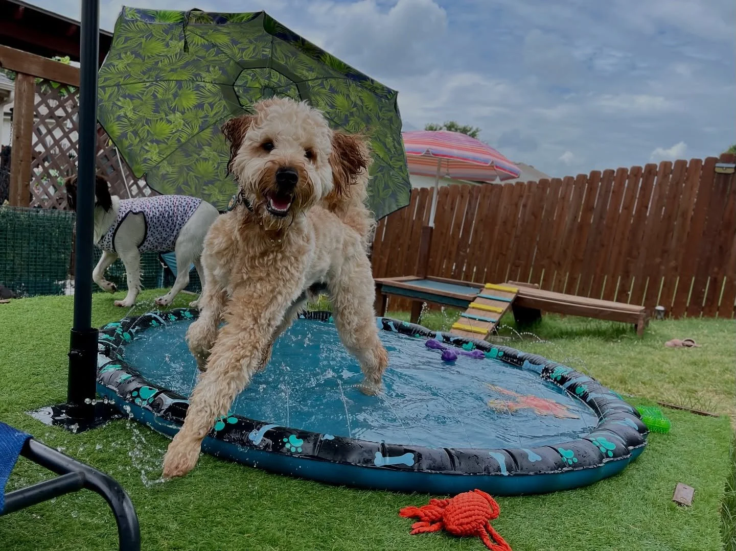 Our 4th of July week looked like this: dogs, dogs, and more dogs 🇺🇸🐶 Wouldn&rsquo;t have it any other way! #dogs #dogsofinstagram #dog #puppy #dogstagram #doglover #dogoftheday #doglife #doglovers #instadog #pets #puppylove #love #puppies #puppies