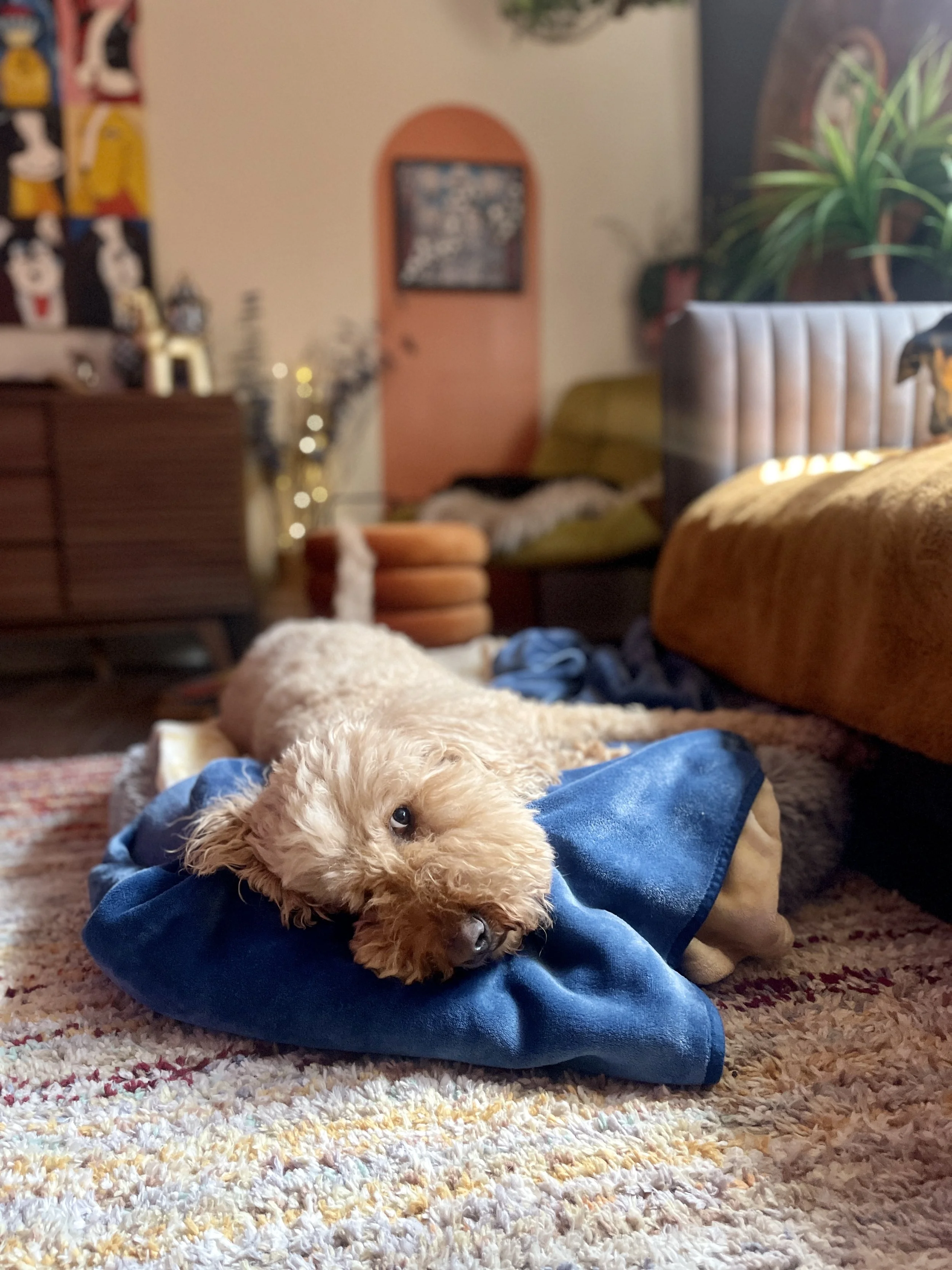 Overnight Stays 🐾
