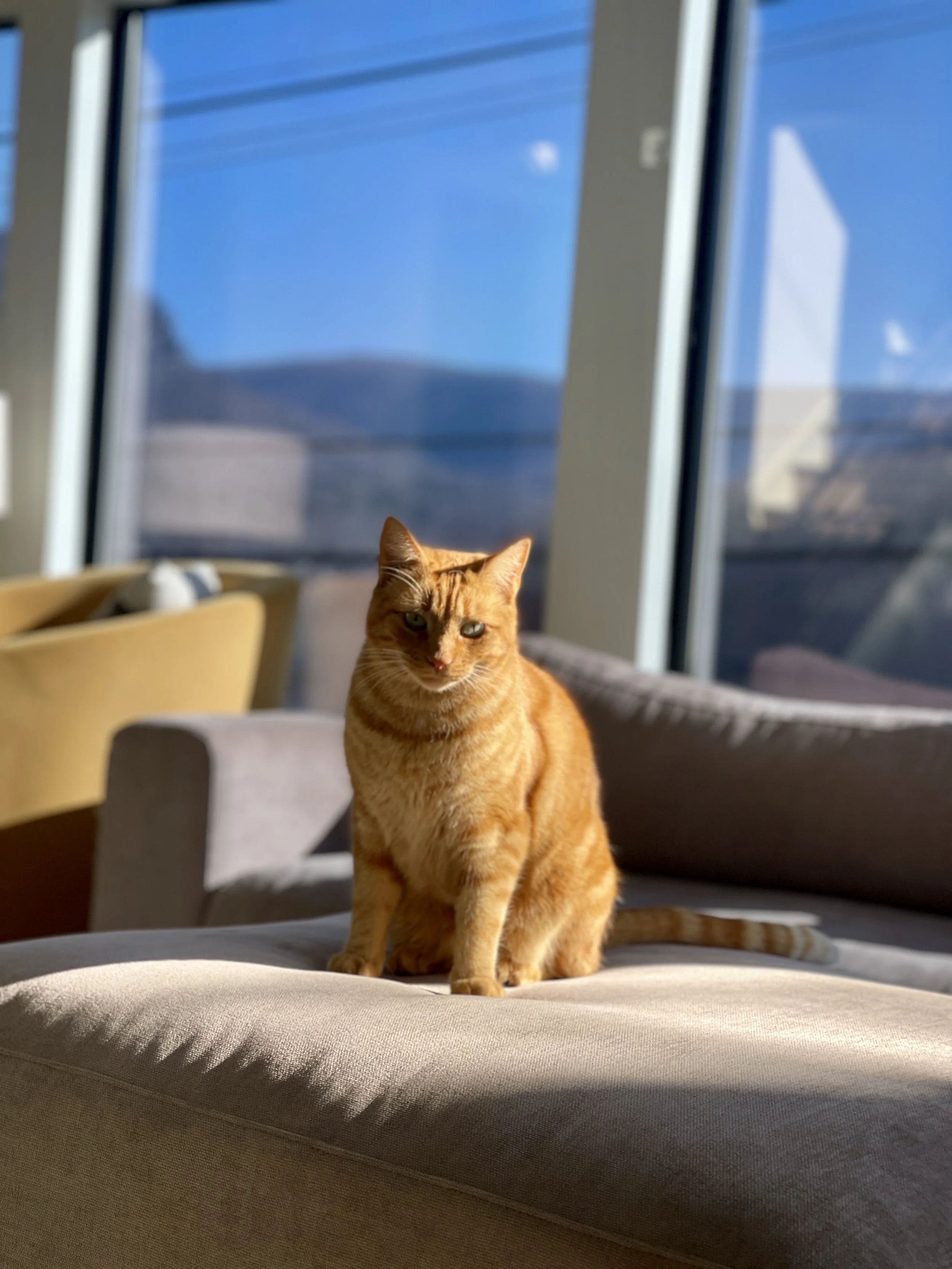 Home Visits 🐈