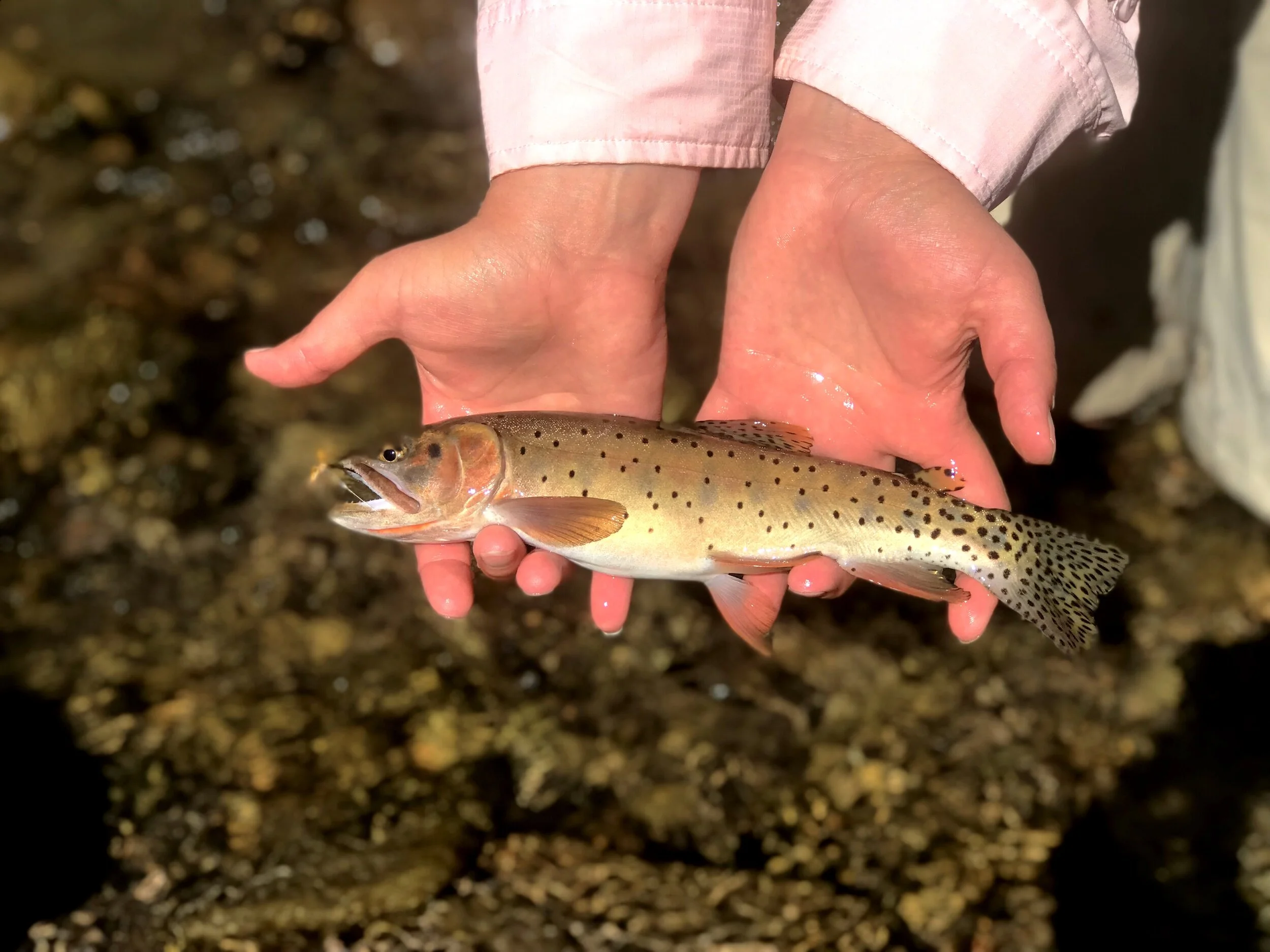 Fly Fishing Zion National Park Southern Utah Bucket List Zion Ponderosa Ranch Resort