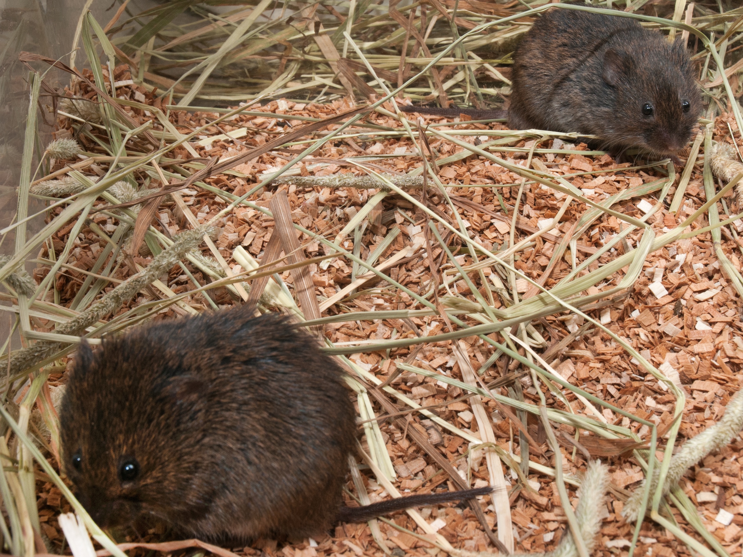 vole_5954.jpg