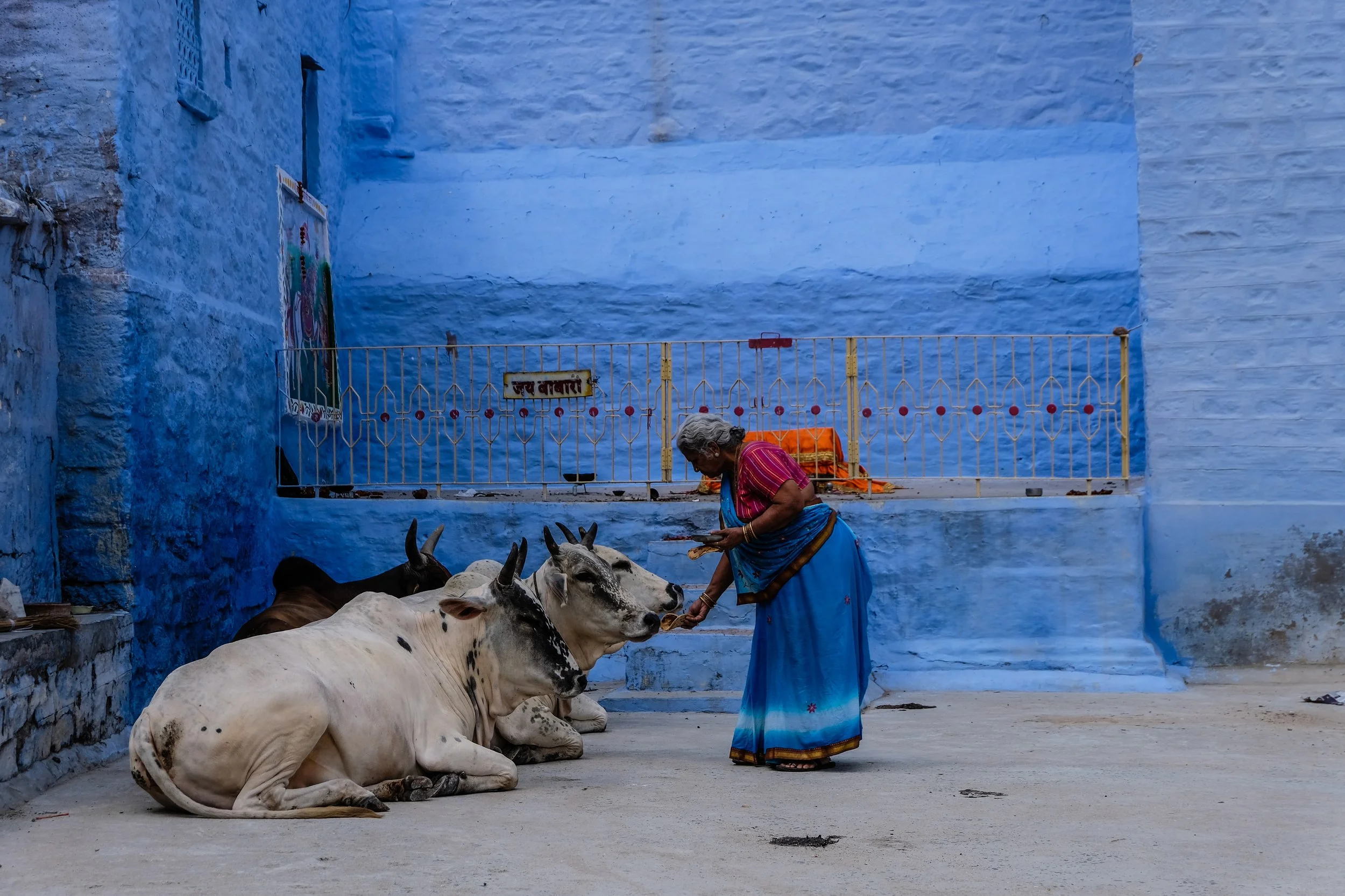 Cows & lady feeding them Ali Warner Photography Holidays.jpg