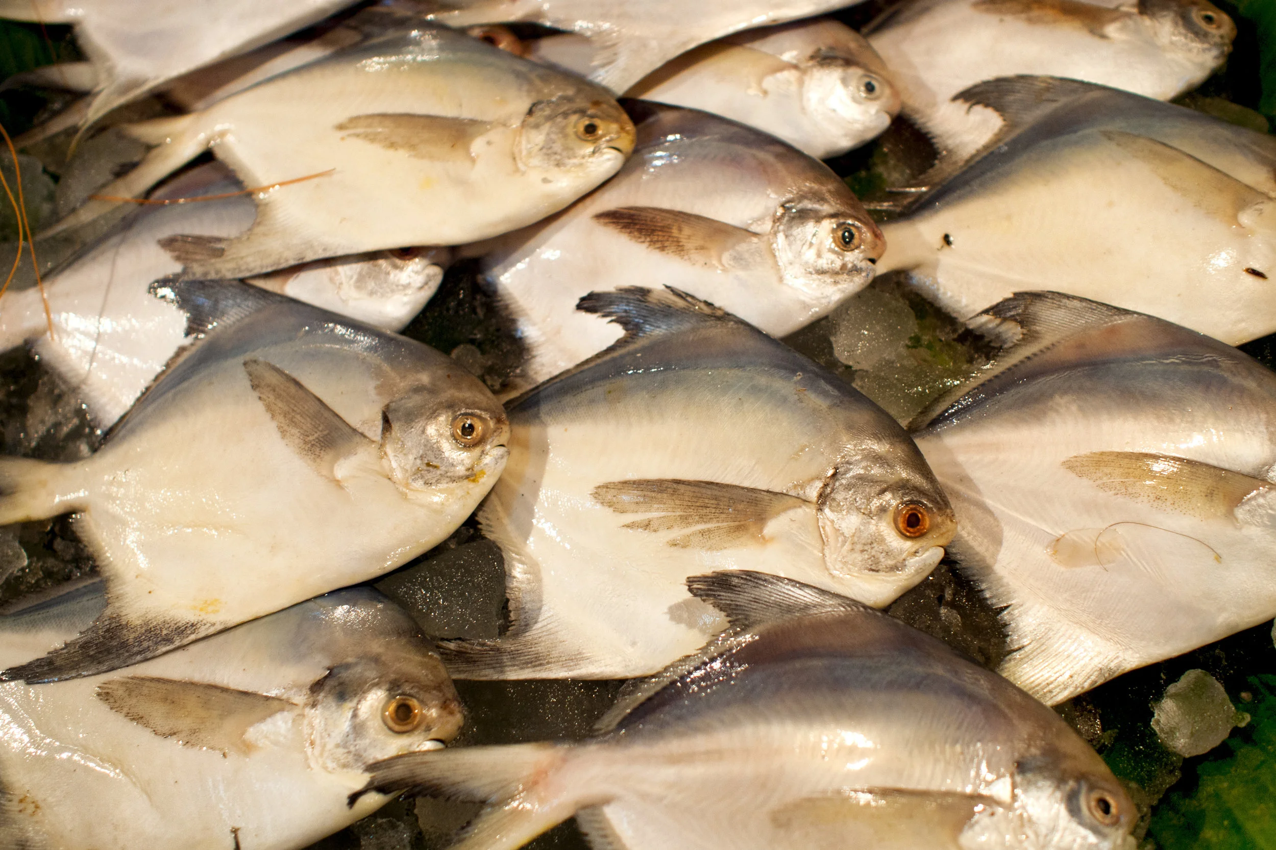 India Bengal Kolkata fish market pomfret abstract © Ali Warner Photography 2.jpg