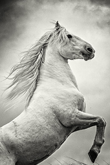 LR Stallion in the Carmargue on hind legs 4 B&W by Ali Warner Photography 2016 copy.jpg