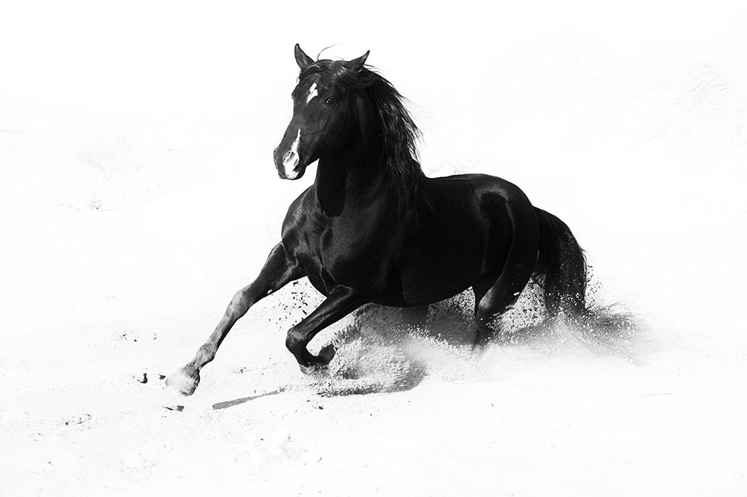 _DCS7081 Black Stallion on the beach  LOW REZ.jpg
