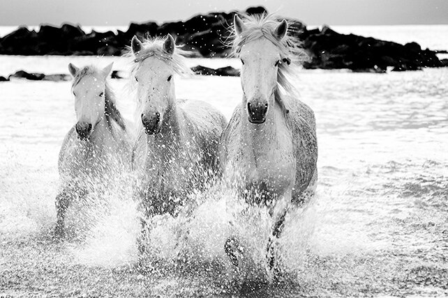 _DCS1575 LOW RES Camargue Horses Fine Art Ali Warner Photography .jpg
