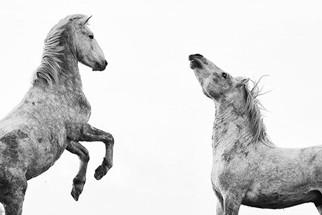 _DCS2067 LOW REZ 2-3 Camargue Stallions fighting Ali Warner Fine Art Photography.jpg