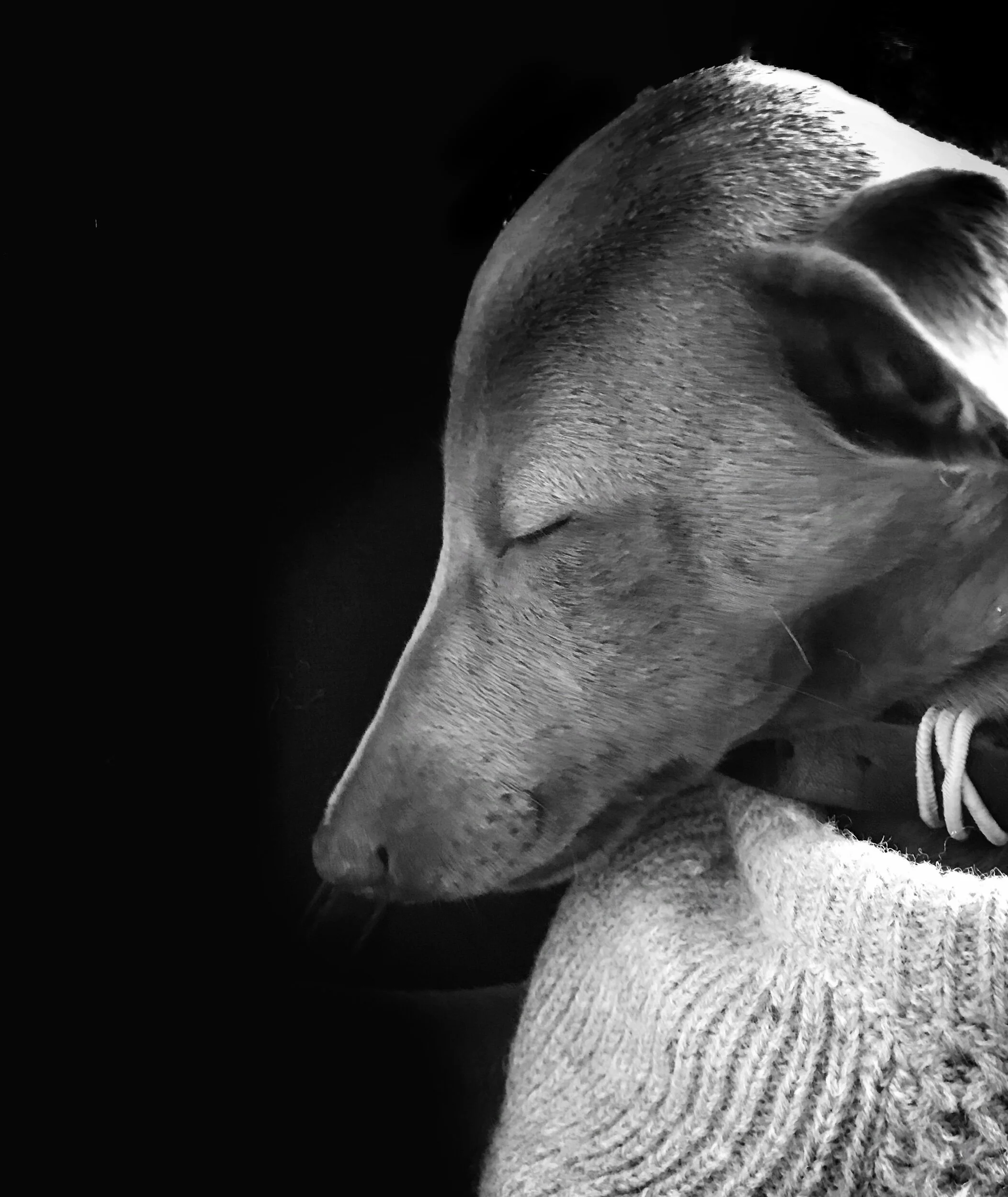 Whippet Portrait 2019.