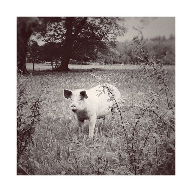 Met this gorgeous pig on a walk up to Adsdean. The pig and I were socially distanced. Makes a change...#socialdistance #lockdown #pigs #portrait #blackandwhite #adsdean #portrait #iphone #blackandwhitemagazine #magazine #animals #animalportraits