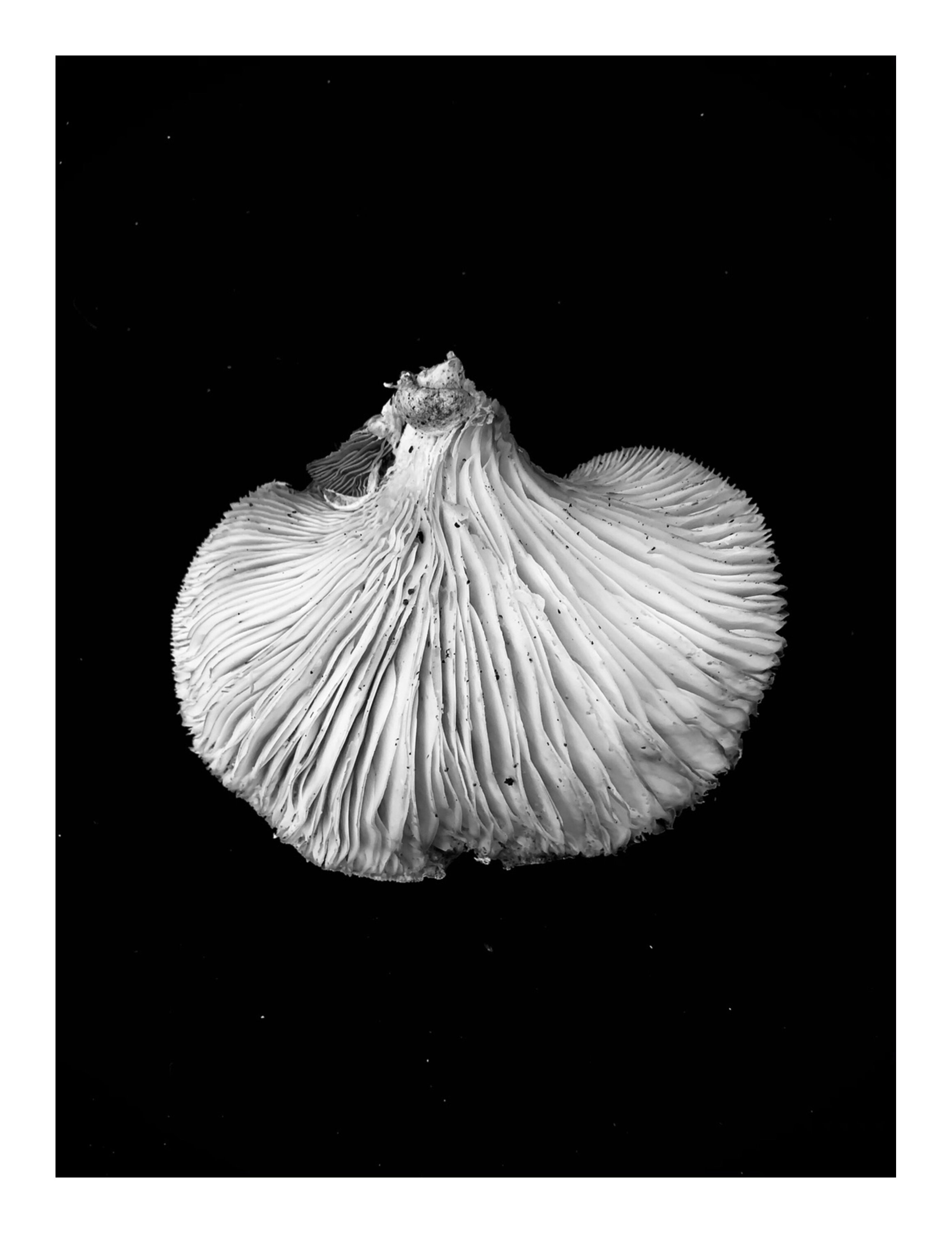 Tree oyster mushroom £95 @12x8"
