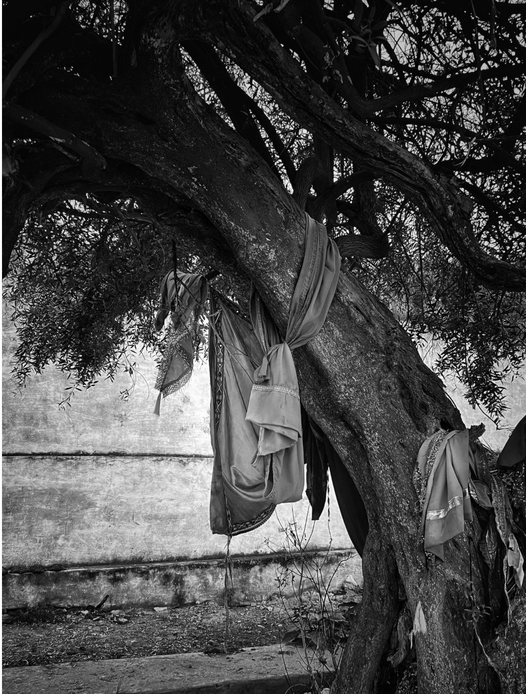 Temple Tree 