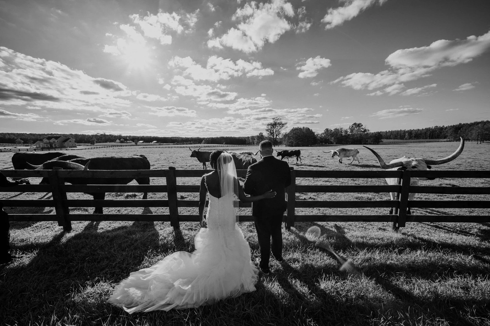 Black and white photo of a bride and groom viewed from behind beside MeadowView’s pasture fence, watching longhorn cattle beneath a sunlit, cloud-filled sky.