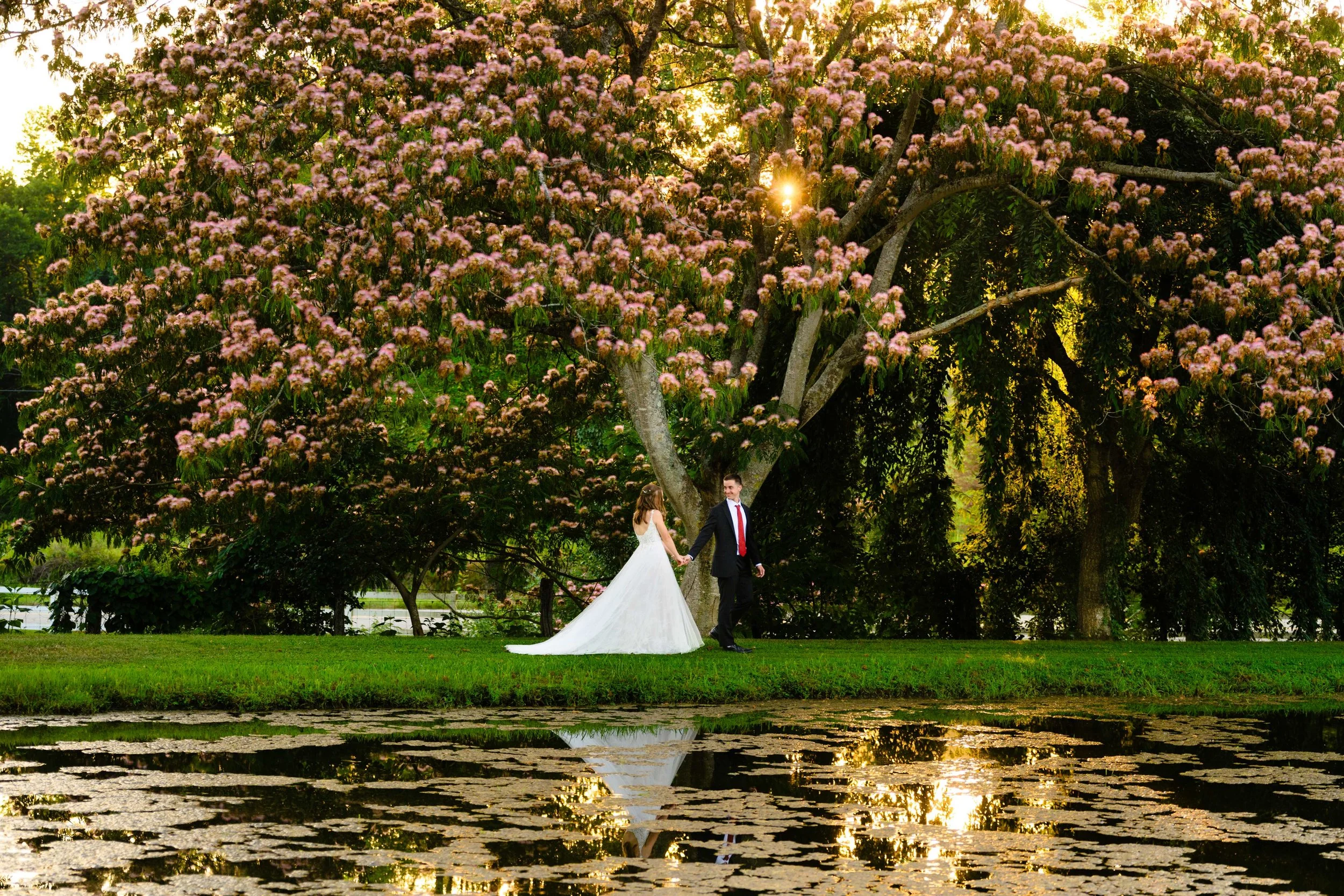 Bride and groom holding hands beneath a pink flowering tree at South Wind Ranch, with golden sunlight through the branches and their reflection in the pond.