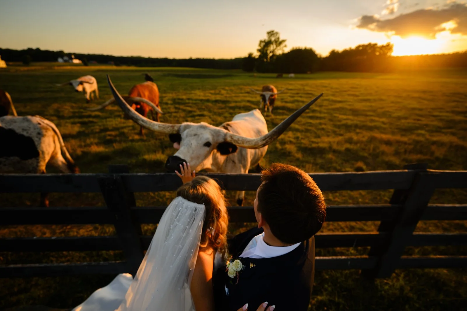 Bride reaching toward a longhorn cow across MeadowView’s pasture fence, with the groom beside her and golden sunset light spilling across the field.