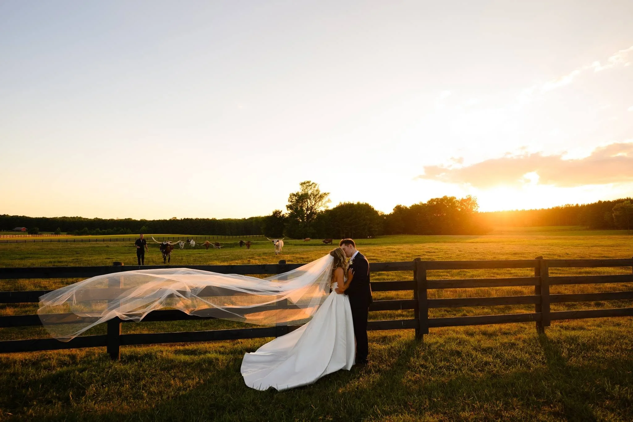 Bride and groom kissing beside a black pasture fence at Meadowview wedding venue at sunset, with her long veil flowing behind her and cattle in the field.