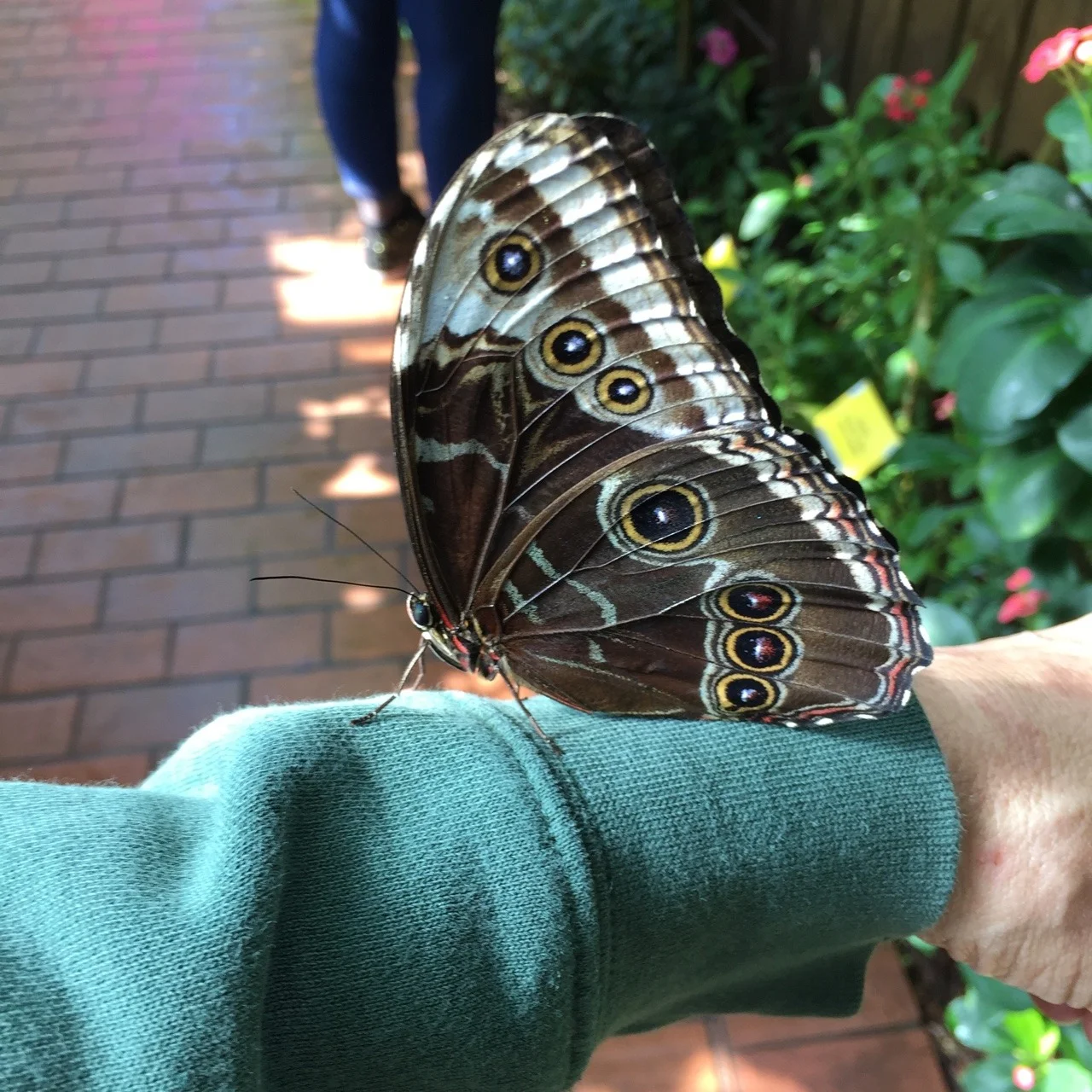 This little fellow paid a visit.
