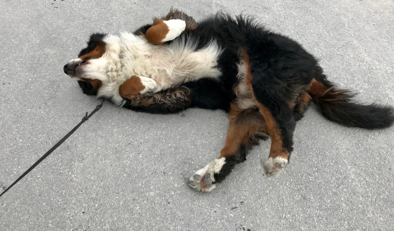 Bubba from Ohio. A very cuddly Bernese Mountain dog. I want ALL the dogs here at the campground!