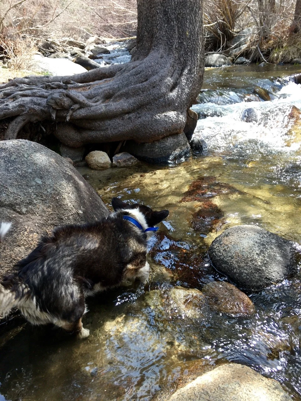Spock loves Rock Creek