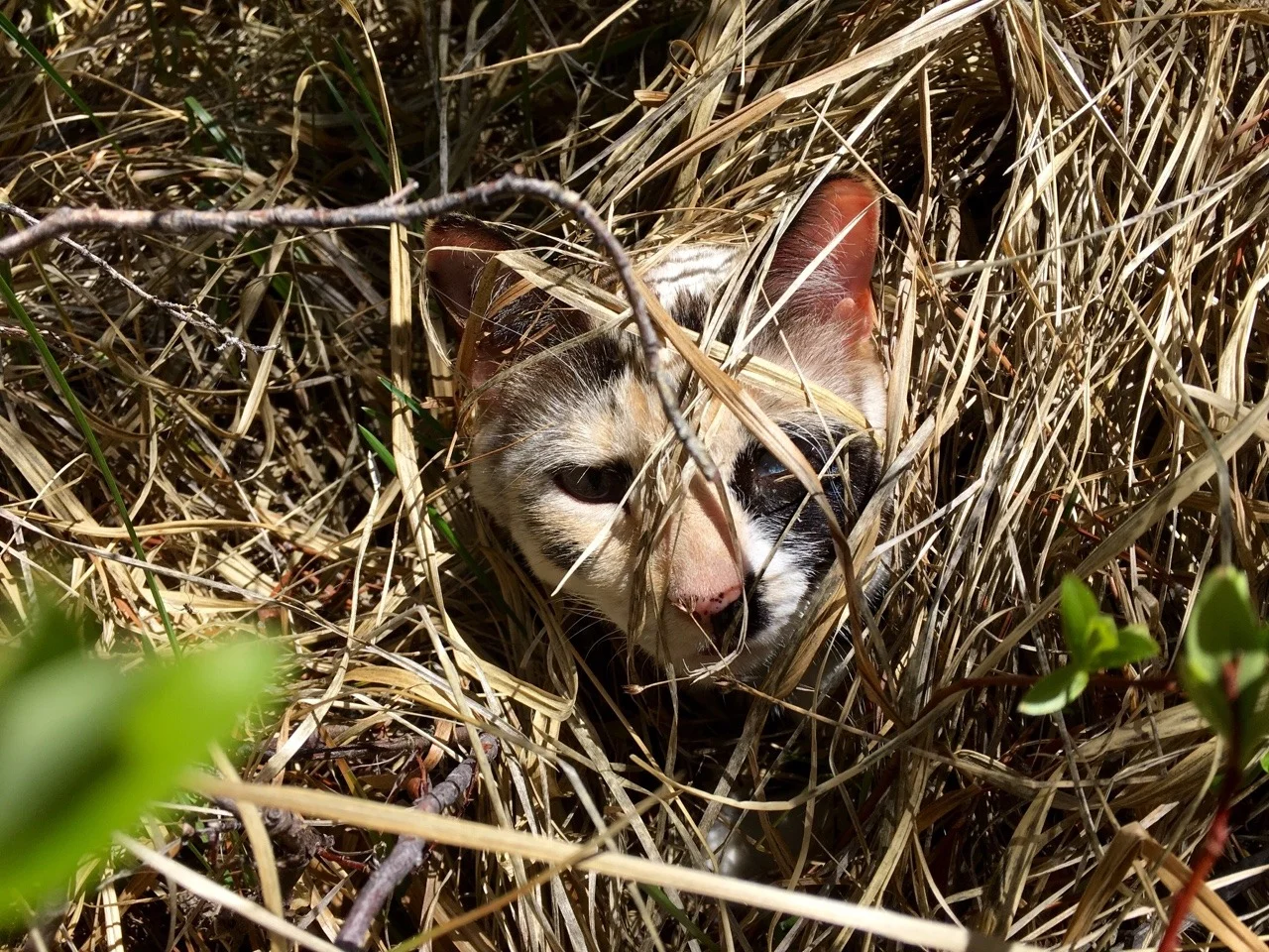 Getting in touch with her feral inner kitten
