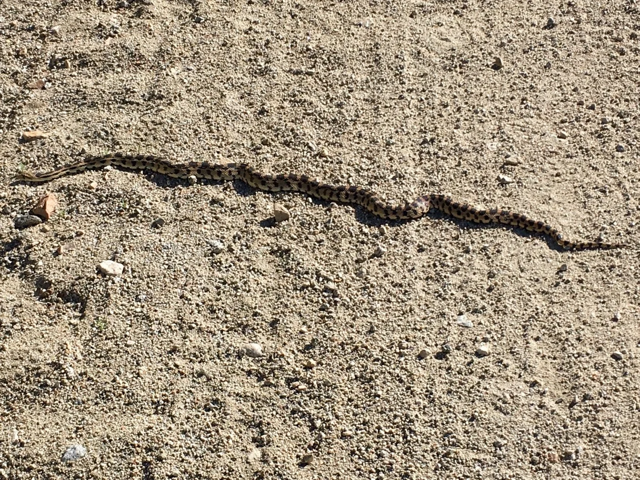 Snake on the terrain!