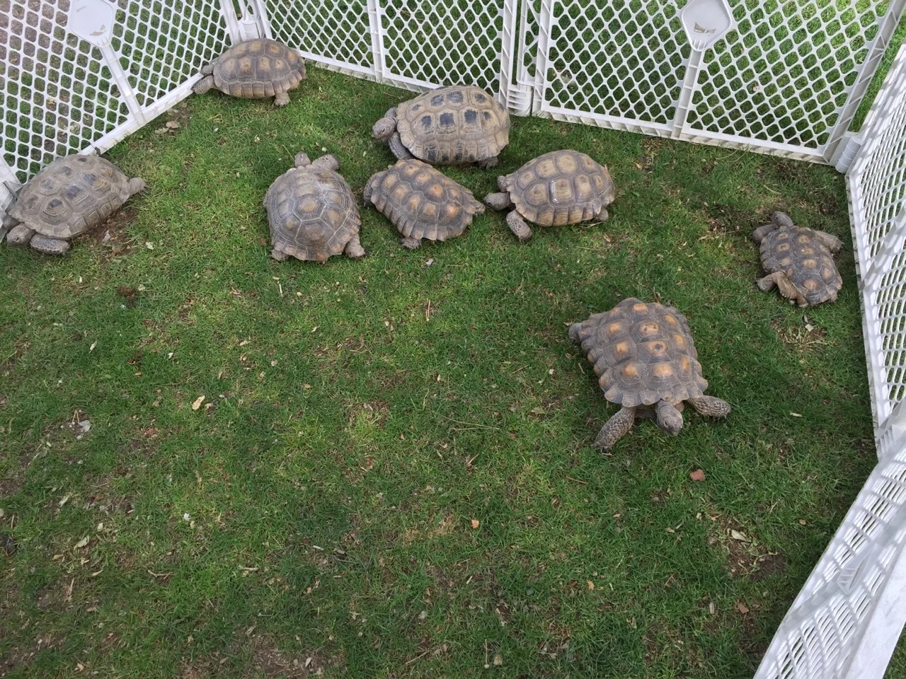 This turtle family was enjoying a day at the campground.
