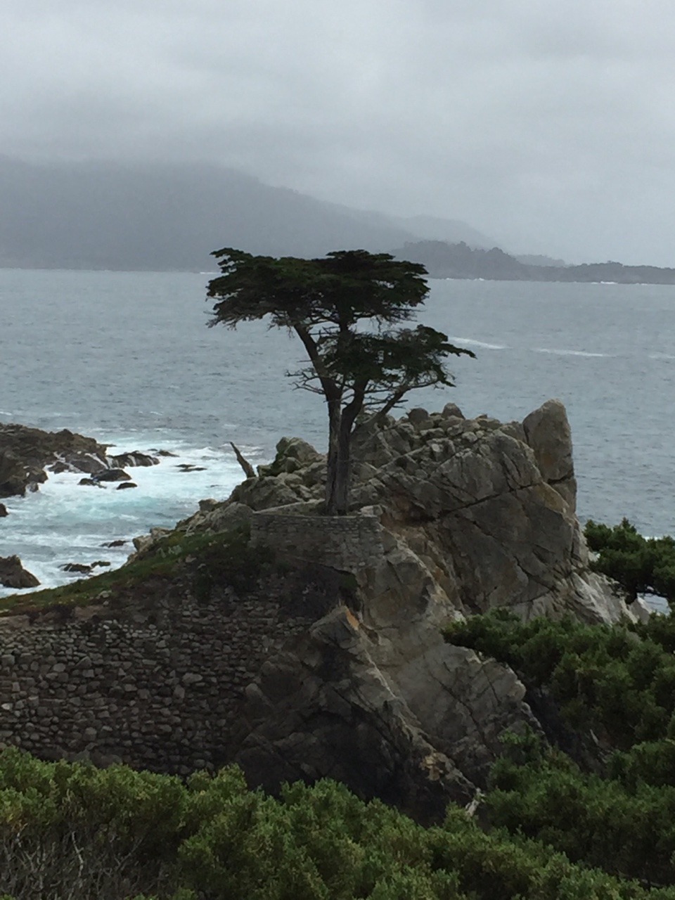 The iconic Pebble Beach cypress.